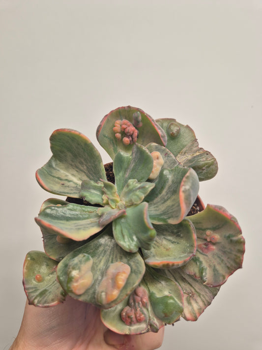 Echeveria Beyonce Variegated | Exact Plant In Photo | Rare Korean Succulent