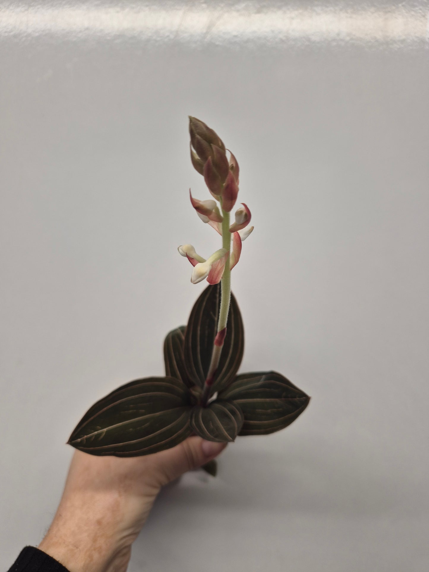 Ludisia Discolor | Jewel Orchid Unrooted Cutting for propagation