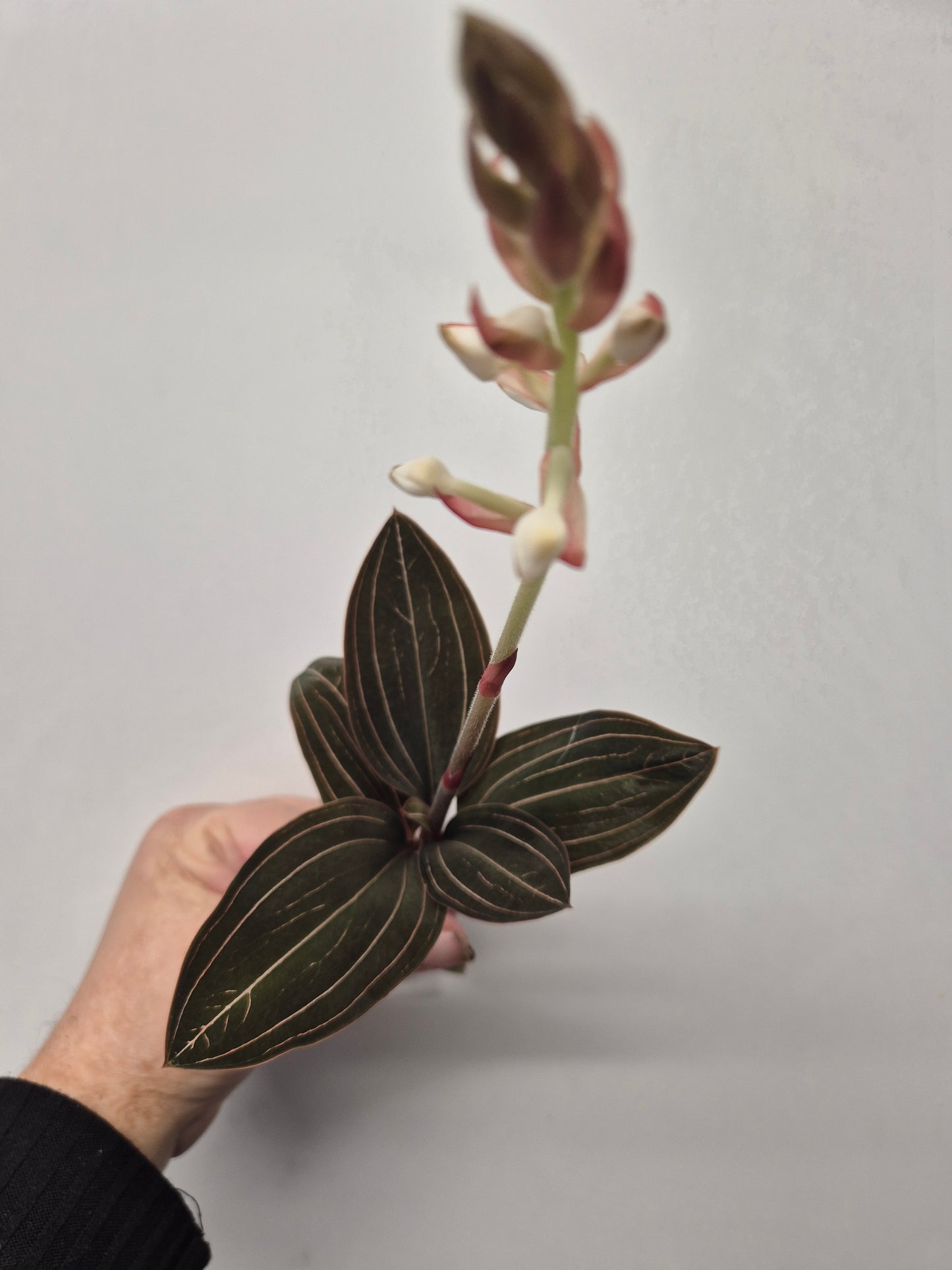 Ludisia Discolor | Jewel Orchid Unrooted Cutting for propagation