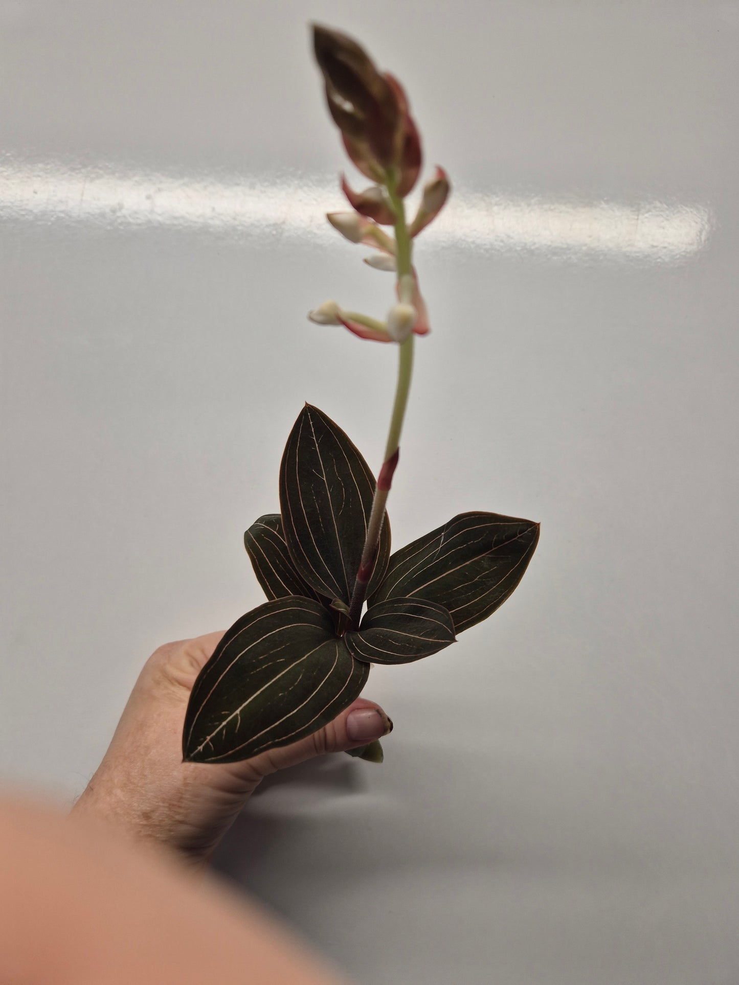 Ludisia Discolor | Jewel Orchid Unrooted Cutting for propagation