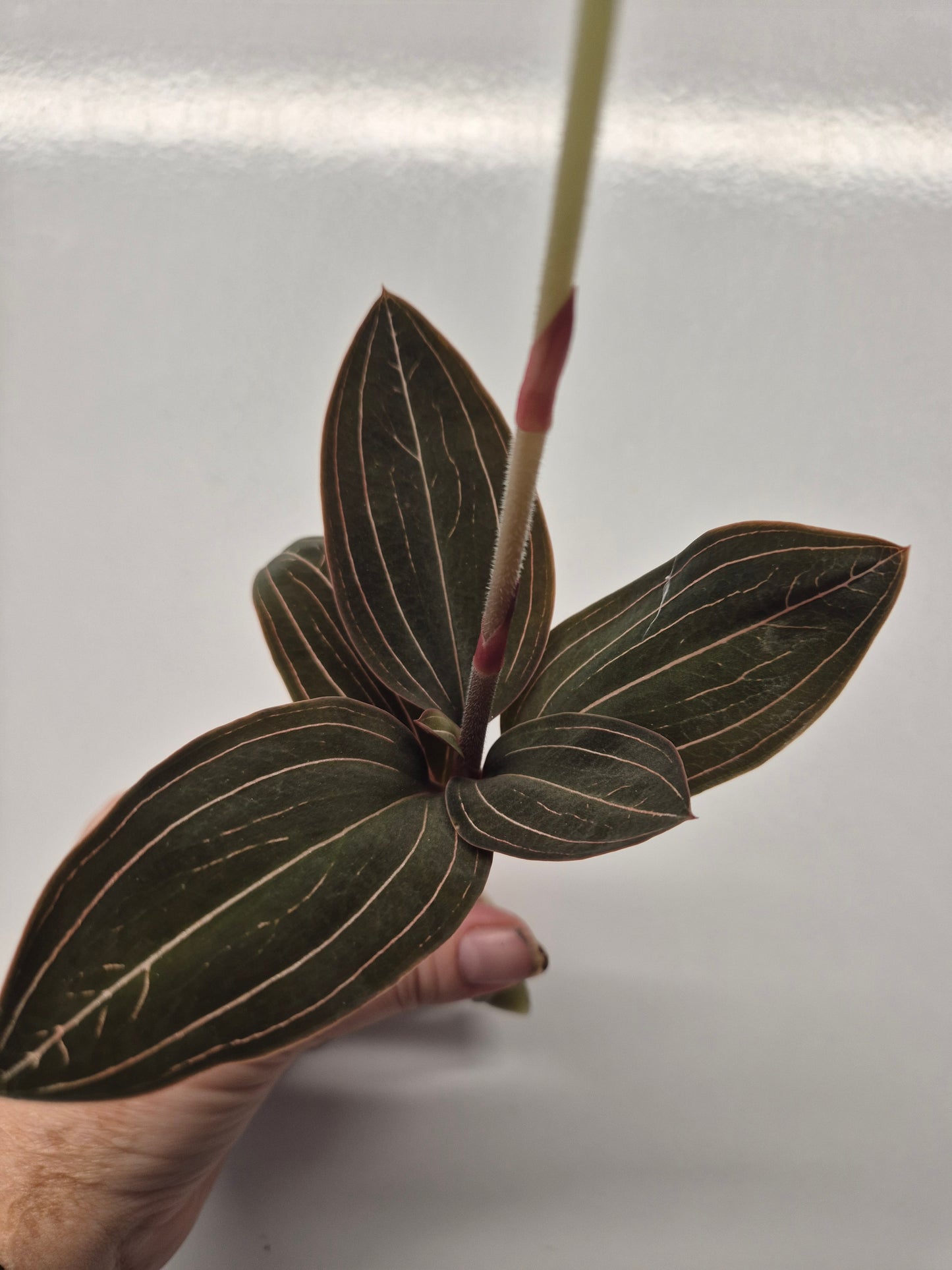 Ludisia Discolor | Jewel Orchid Unrooted Cutting for propagation