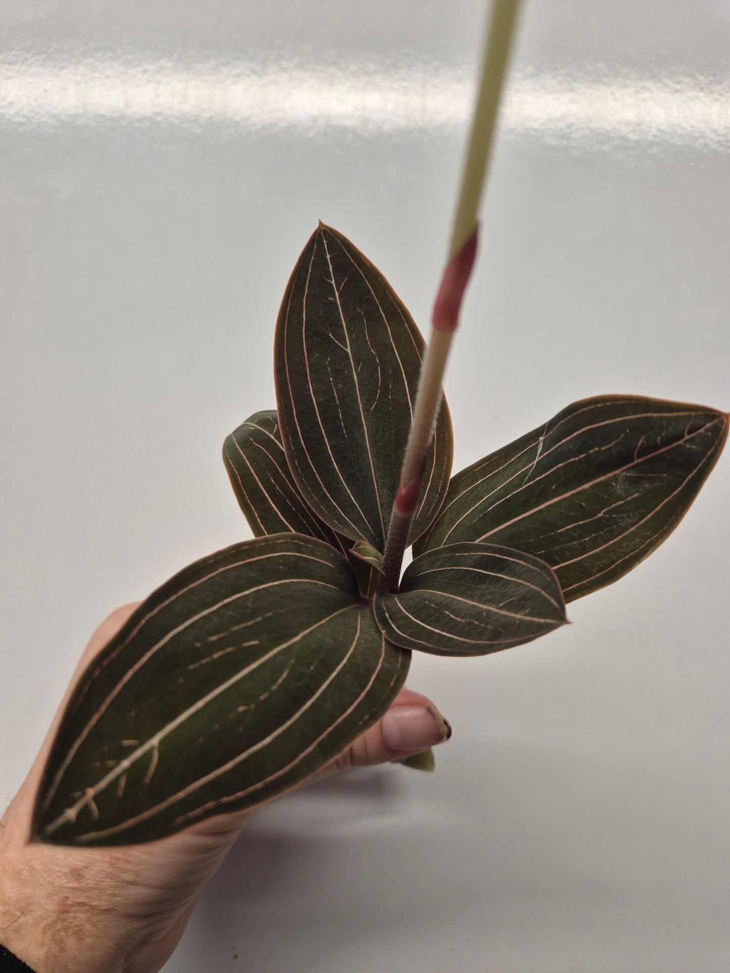 Ludisia Discolor | Jewel Orchid Unrooted Cutting for propagation