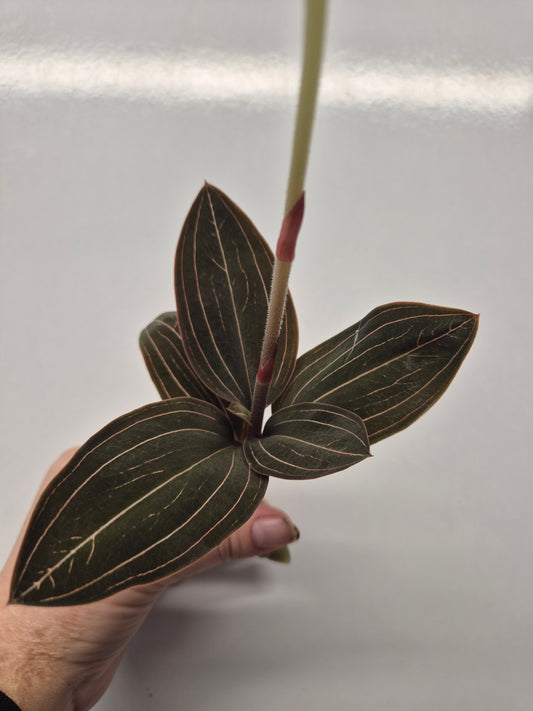 Ludisia Discolor | Jewel Orchid Unrooted Cutting for propagation