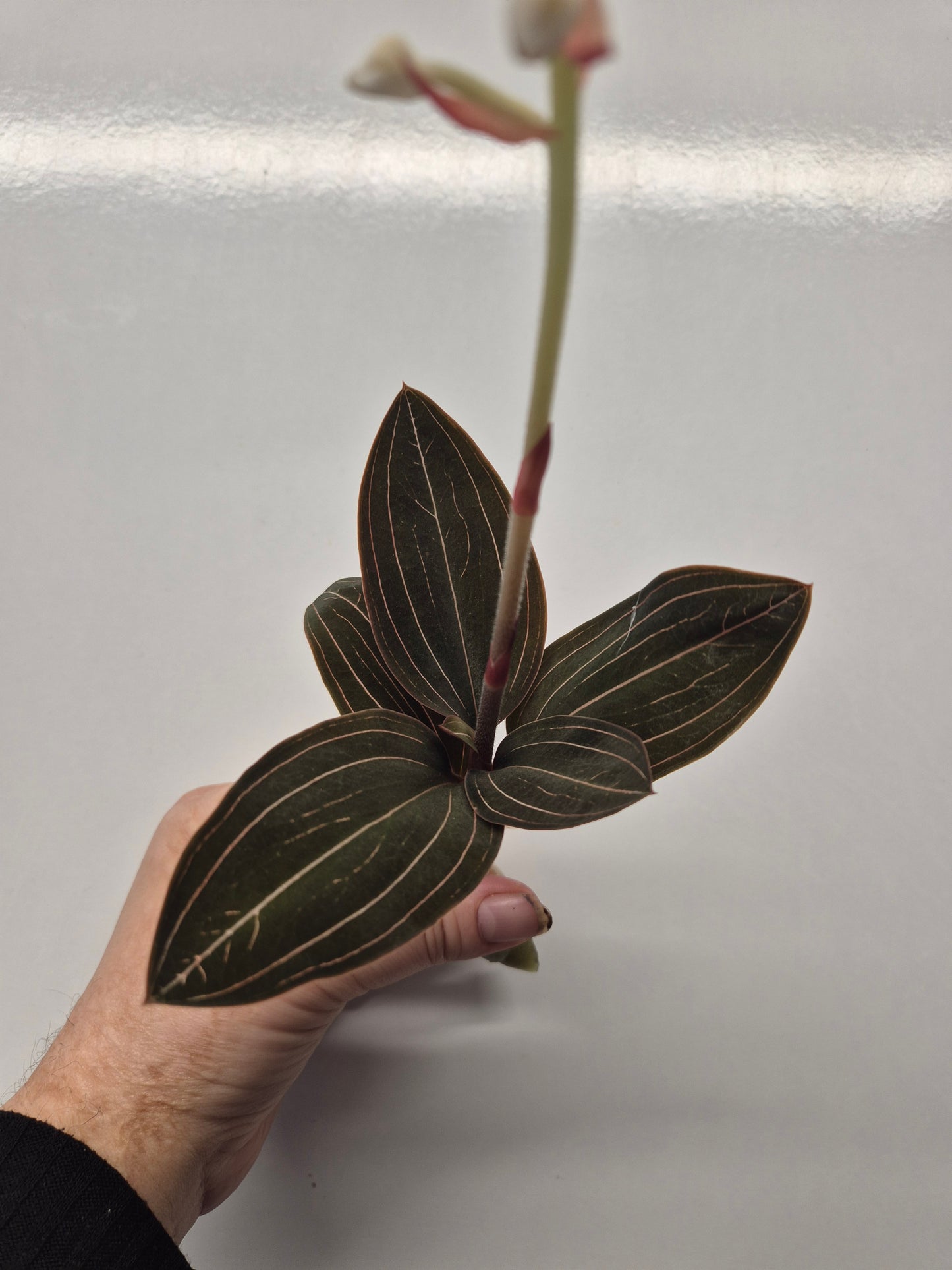 Ludisia Discolor | Jewel Orchid Unrooted Cutting for propagation