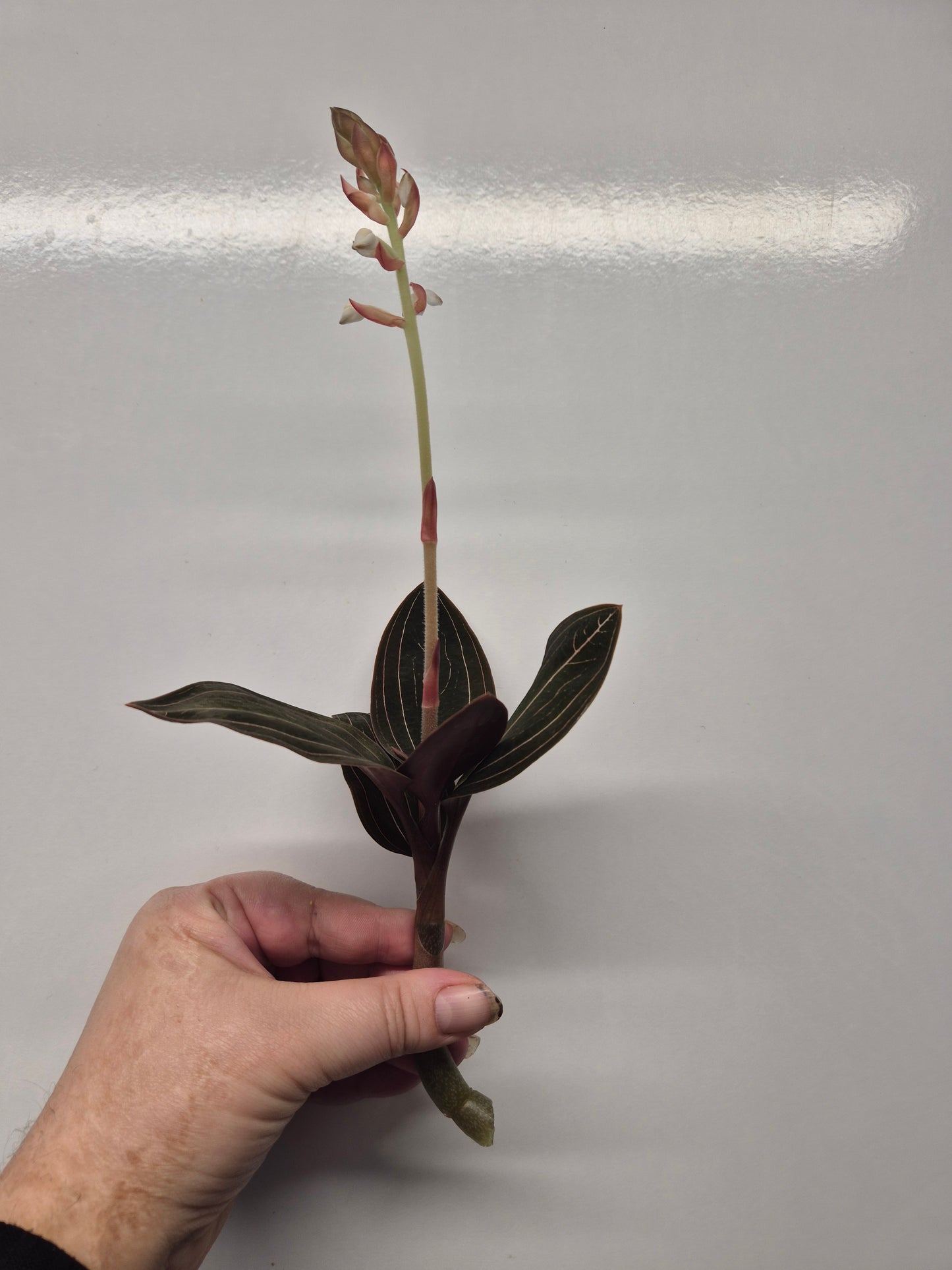 Ludisia Discolor | Jewel Orchid Unrooted Cutting for propagation