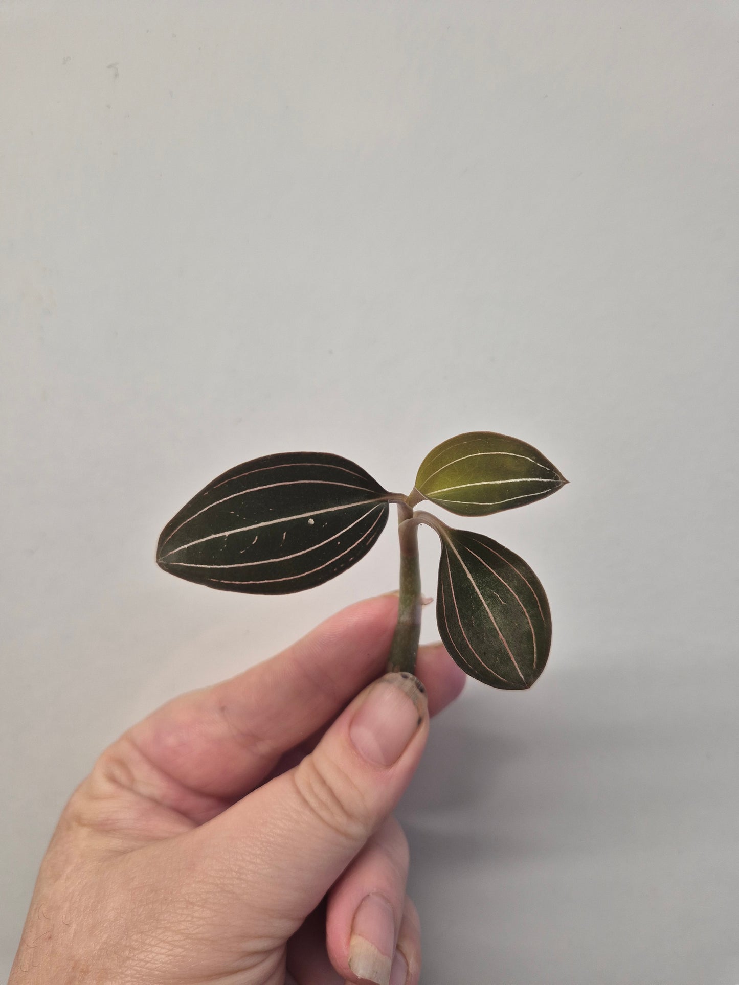 Ludisia Discolor | Jewel Orchid Unrooted Cutting for propagation