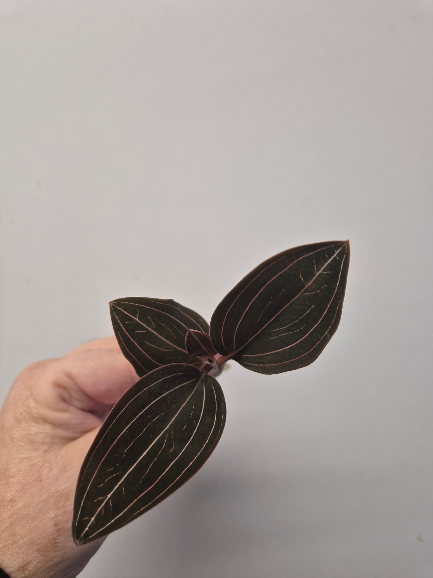 Ludisia Discolor | Jewel Orchid Unrooted Cutting for propagation