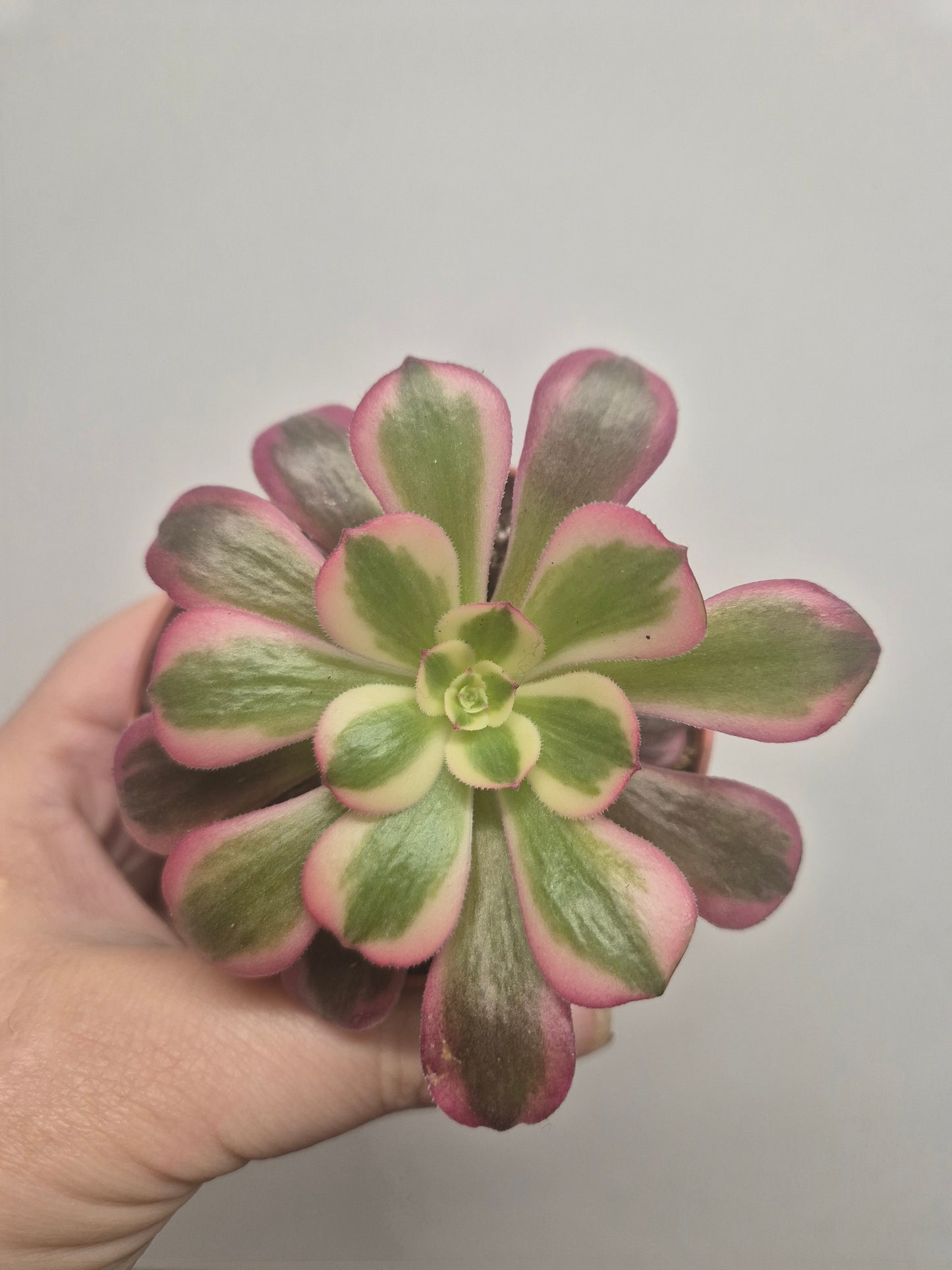 Aeonium Medusa Variegated | Rooted | Rare Succulent | 7cm Pot | Sent Bare Rooted