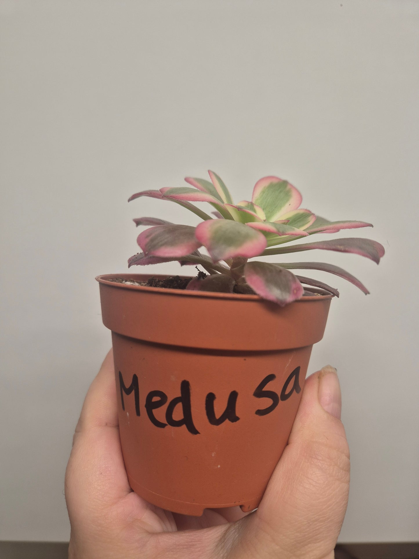 Aeonium Medusa Variegated | Rooted | Rare Succulent | 7cm Pot | Sent Bare Rooted