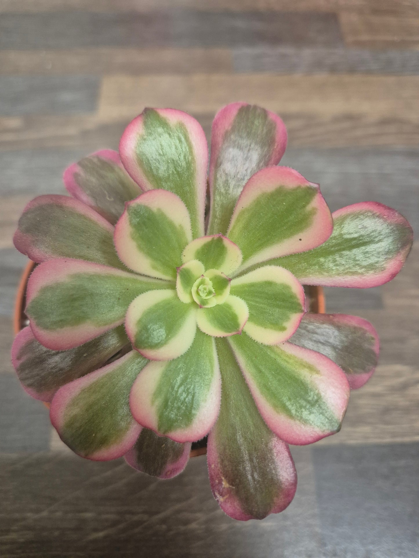 Aeonium Medusa Variegated | Rooted | Rare Succulent | 7cm Pot | Sent Bare Rooted