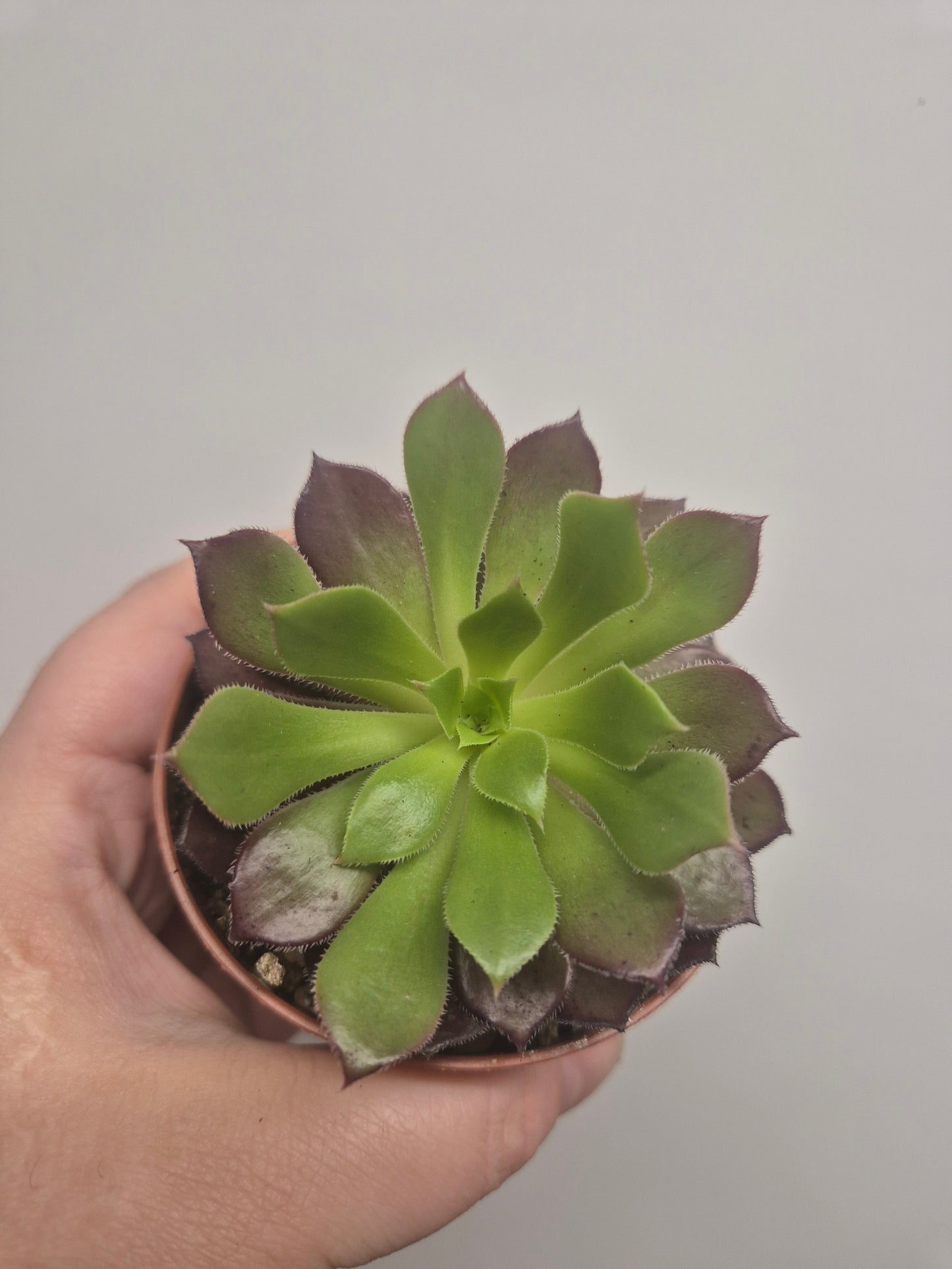 Aeonium Toffee Apple | Rooted | Rare Succulent | 7cm Pot | Sent Bare Rooted