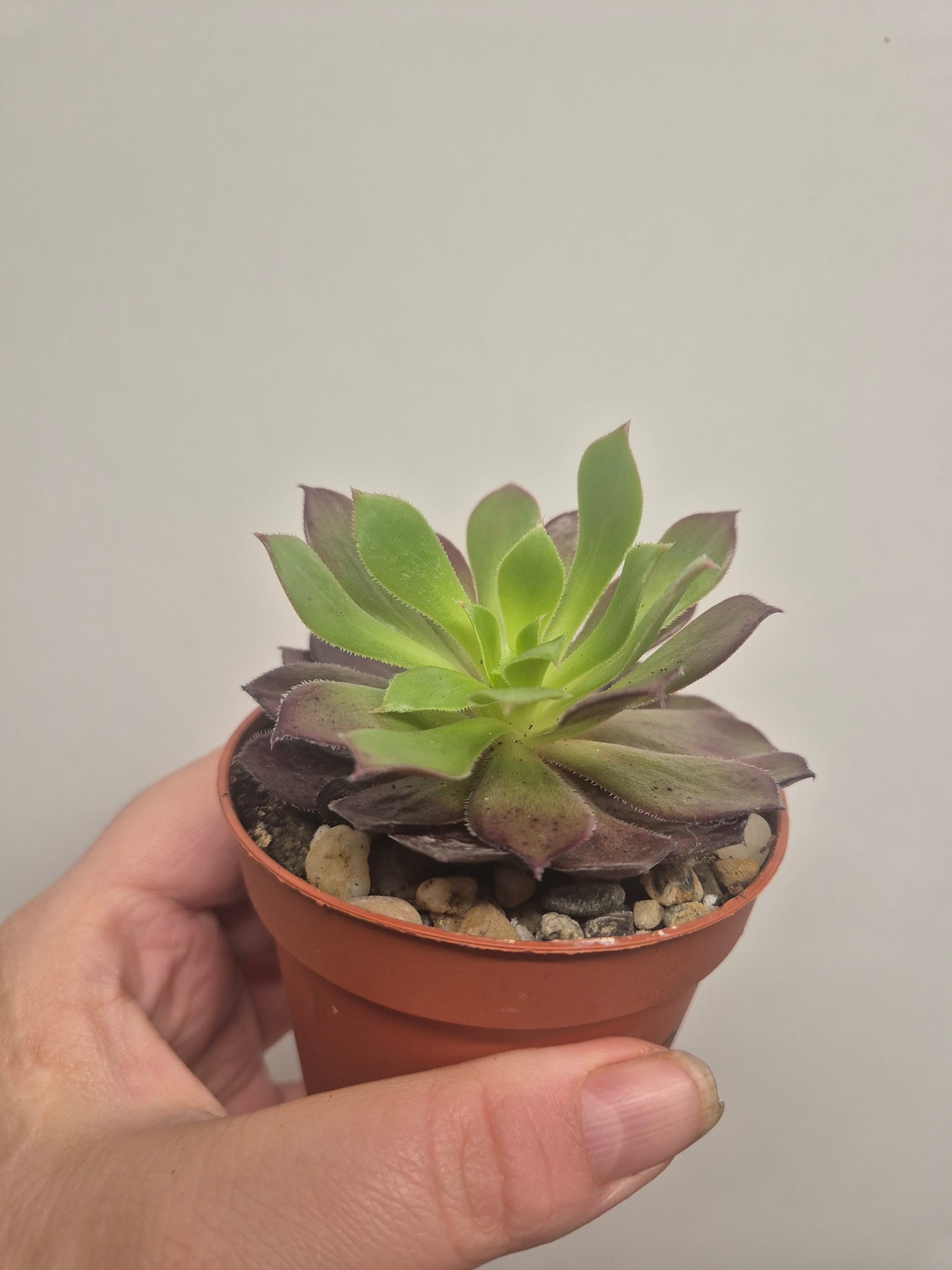 Aeonium Toffee Apple | Rooted | Rare Succulent | 7cm Pot | Sent Bare Rooted