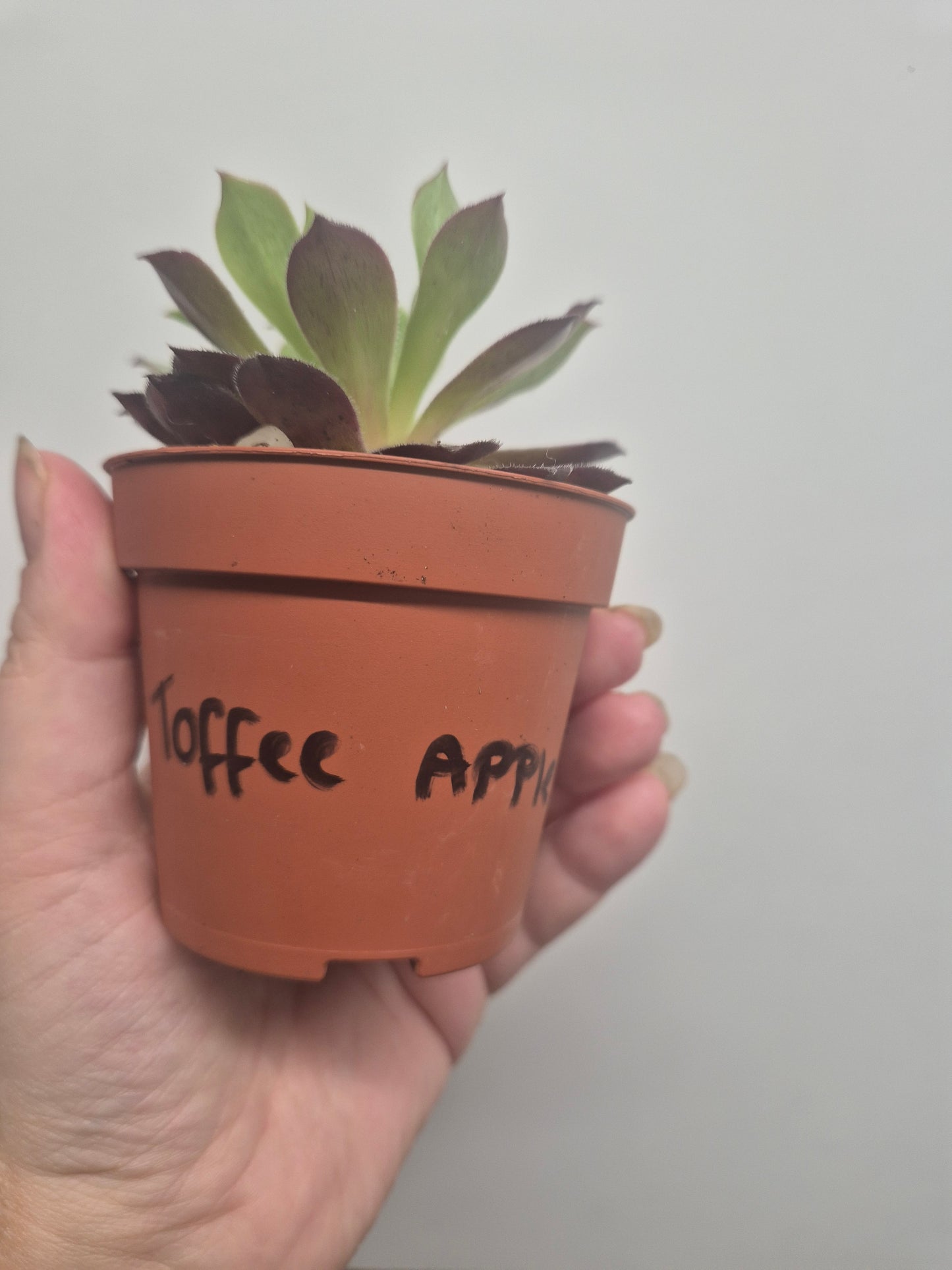 Aeonium Toffee Apple | Rooted | Rare Succulent | 7cm Pot | Sent Bare Rooted