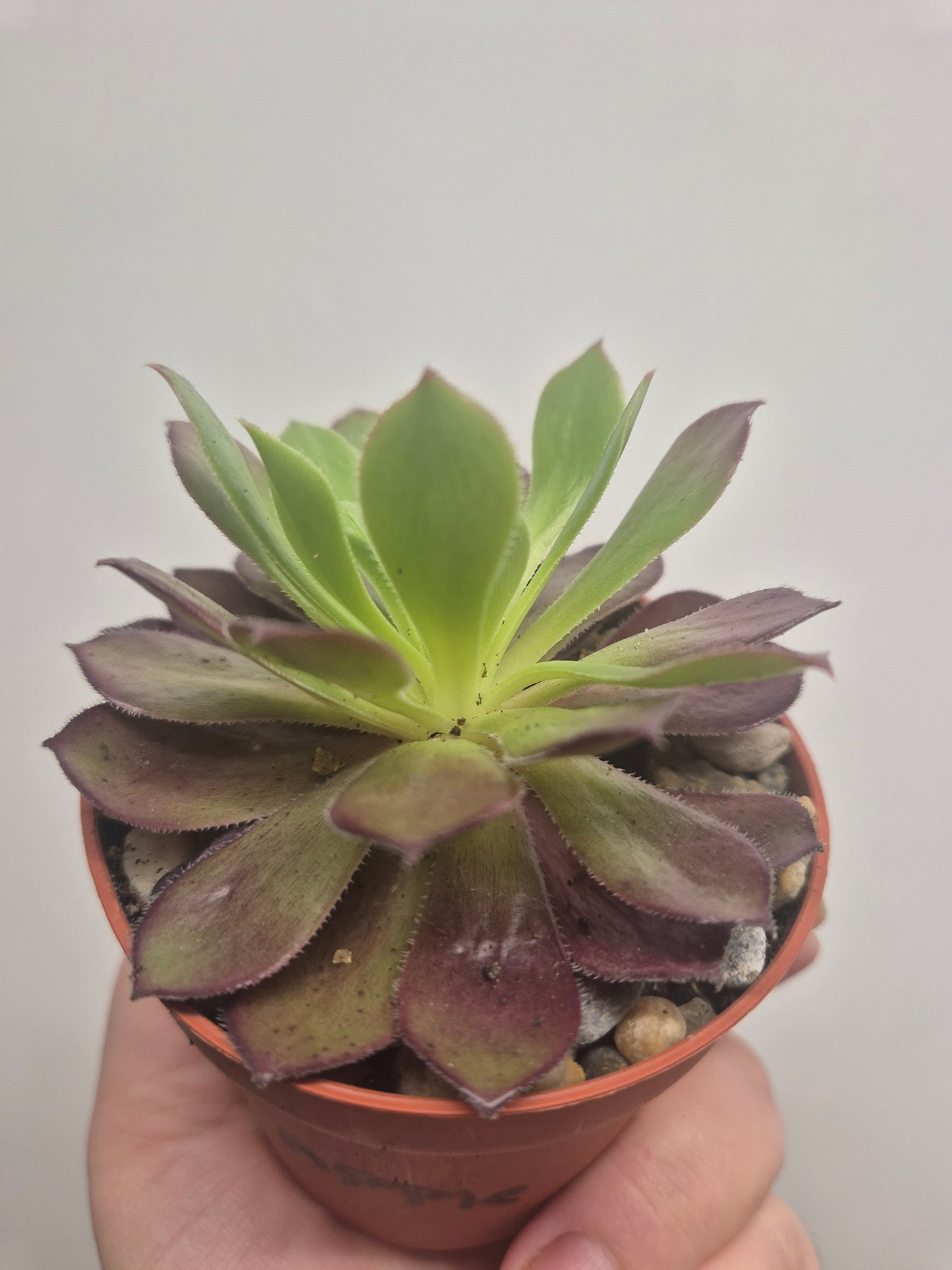 Aeonium Toffee Apple | Rooted | Rare Succulent | 7cm Pot | Sent Bare Rooted