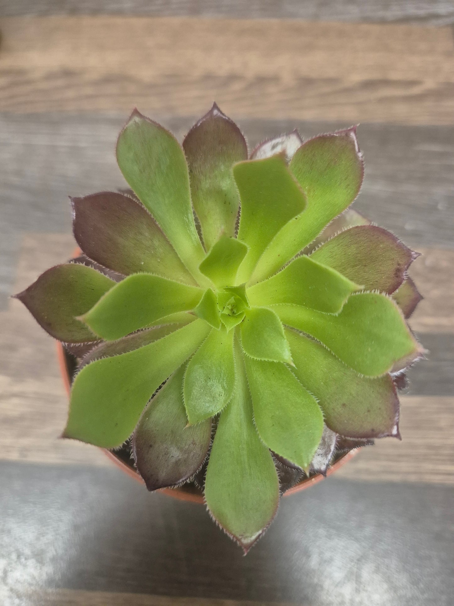 Aeonium Toffee Apple | Rooted | Rare Succulent | 7cm Pot | Sent Bare Rooted