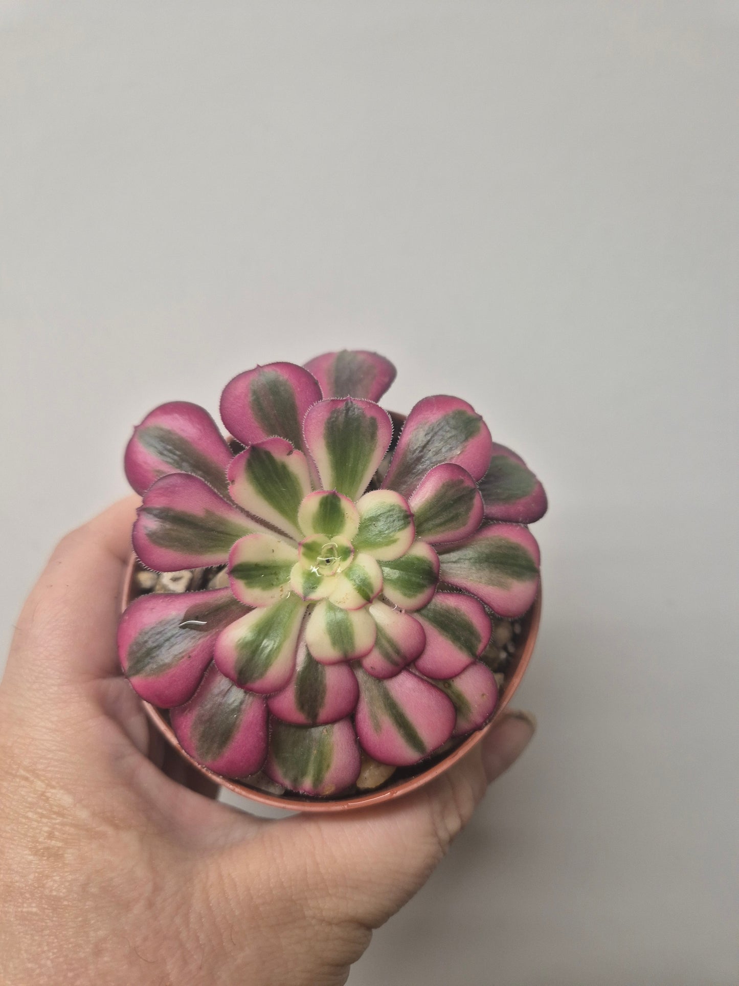 Aeonium Pink Chanel Variegated | Rare | Well Rooted 7cm Pot | Sent Bare Rooted