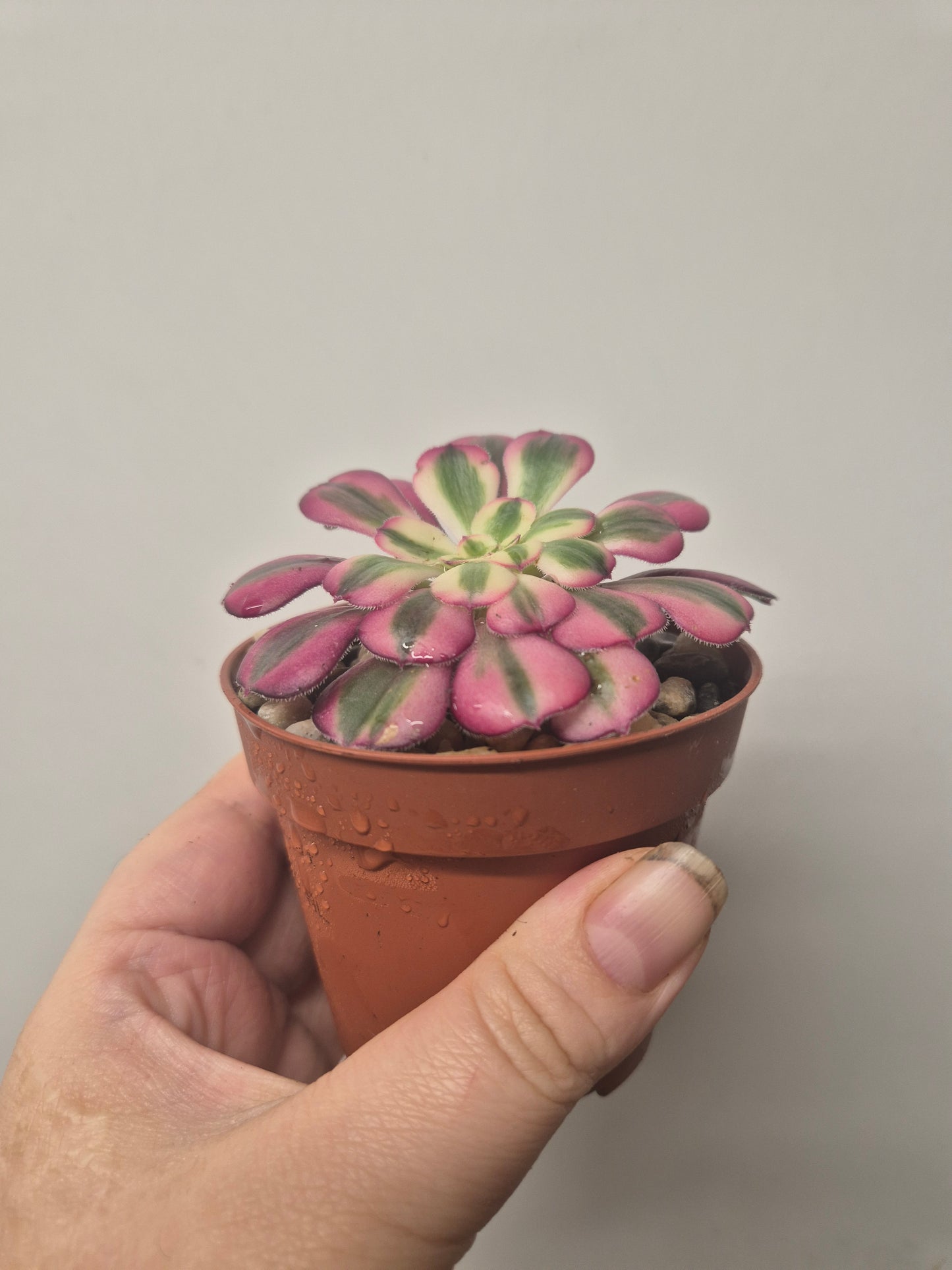 Aeonium Pink Chanel Variegated | Rare | Well Rooted 7cm Pot | Sent Bare Rooted