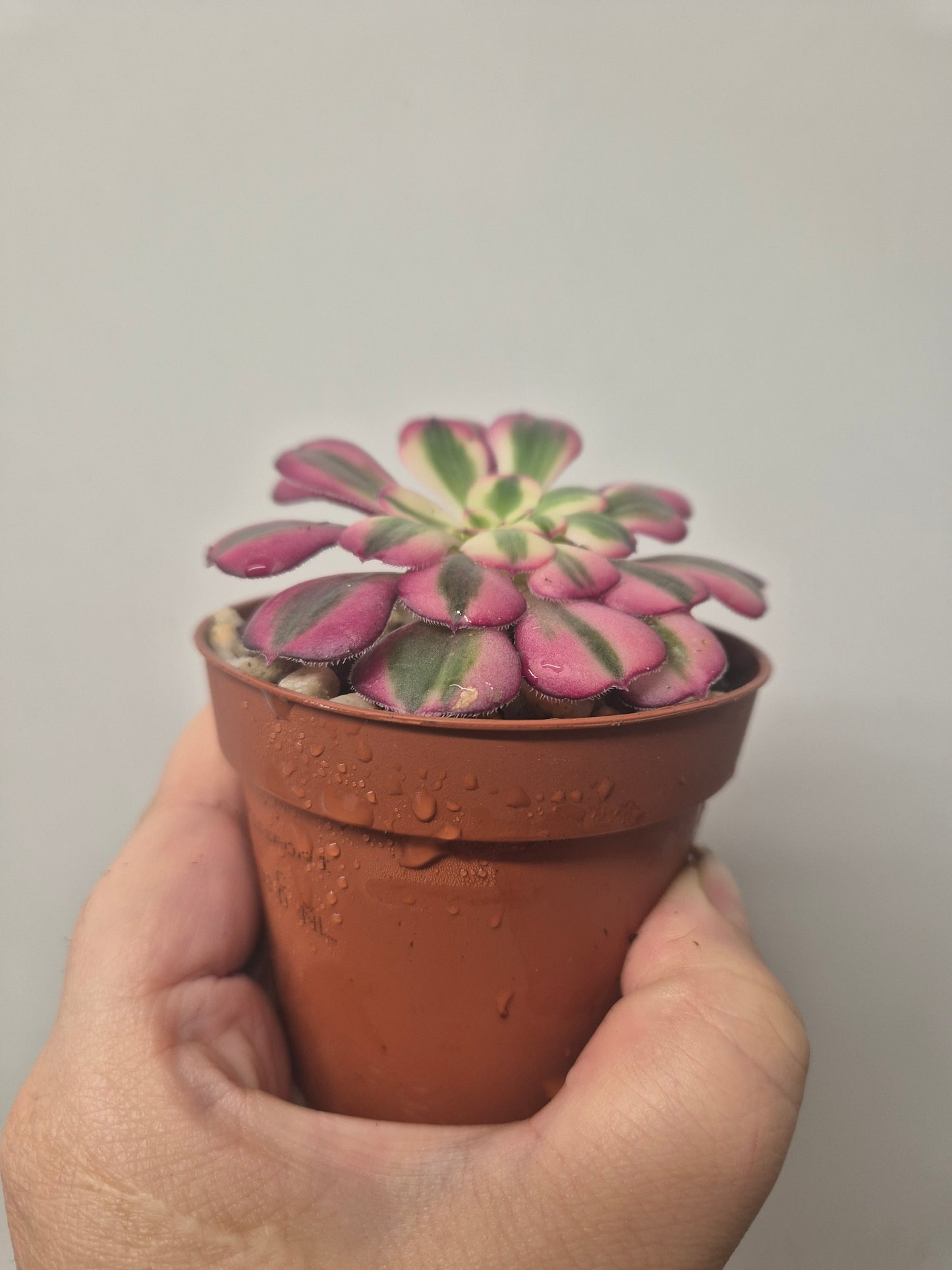 Aeonium Pink Chanel Variegated | Rare | Well Rooted 7cm Pot | Sent Bare Rooted