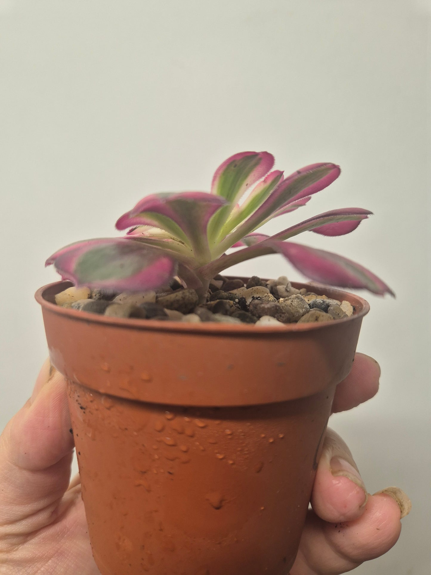 Aeonium Pink Chanel Variegated | Rare | Well Rooted 7cm Pot | Sent Bare Rooted