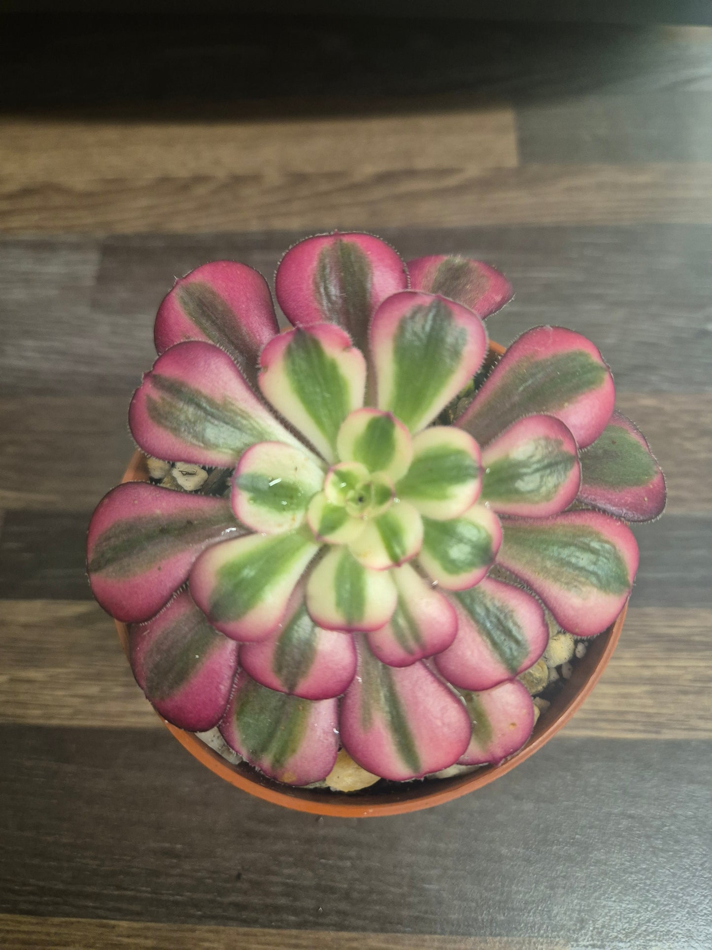 Aeonium Pink Chanel Variegated | Rare | Well Rooted 7cm Pot | Sent Bare Rooted