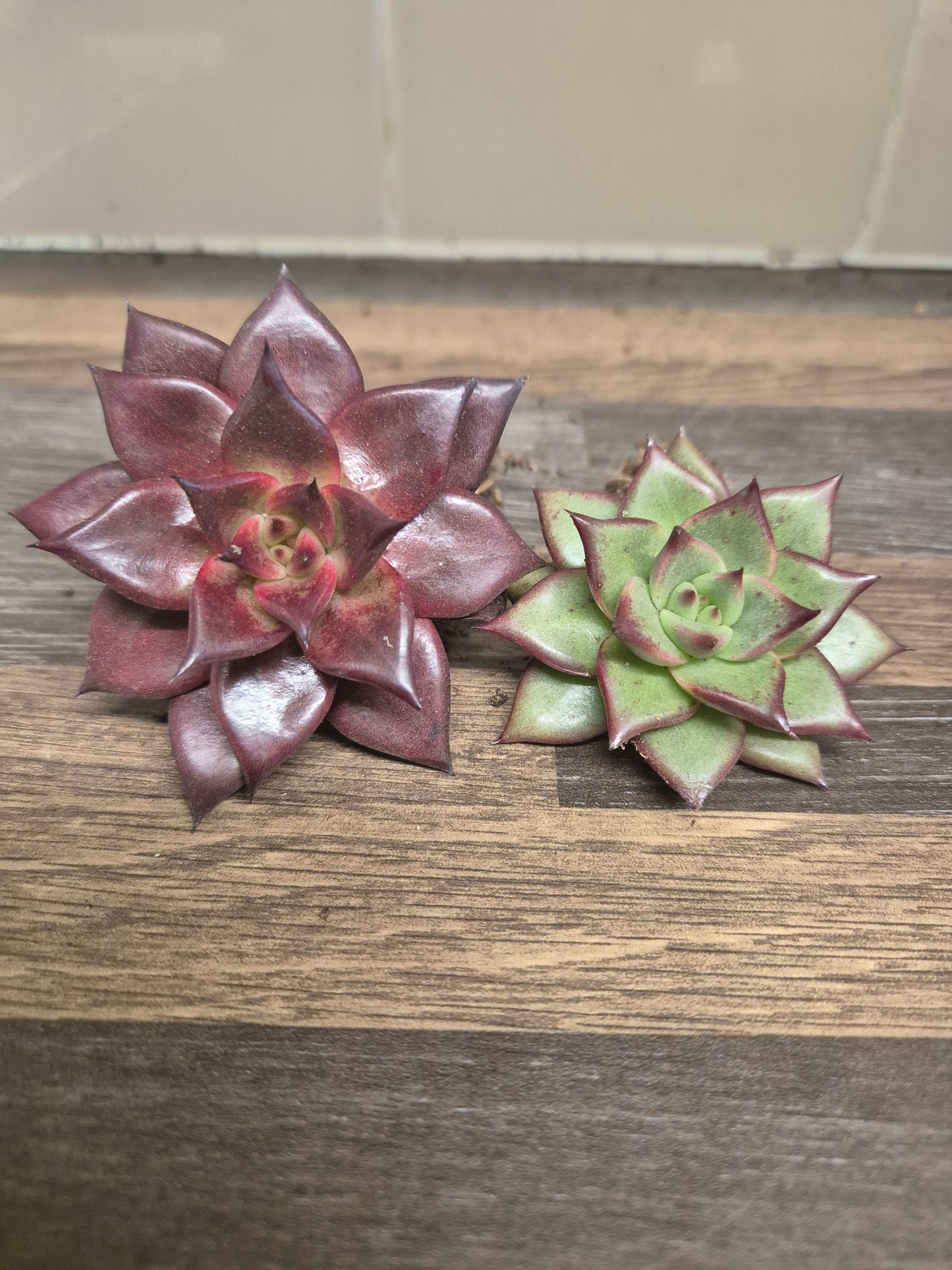 Echeveria Agavoides Lipstick + Echeveria Agavoides Romeo | Well Rooted Bundle