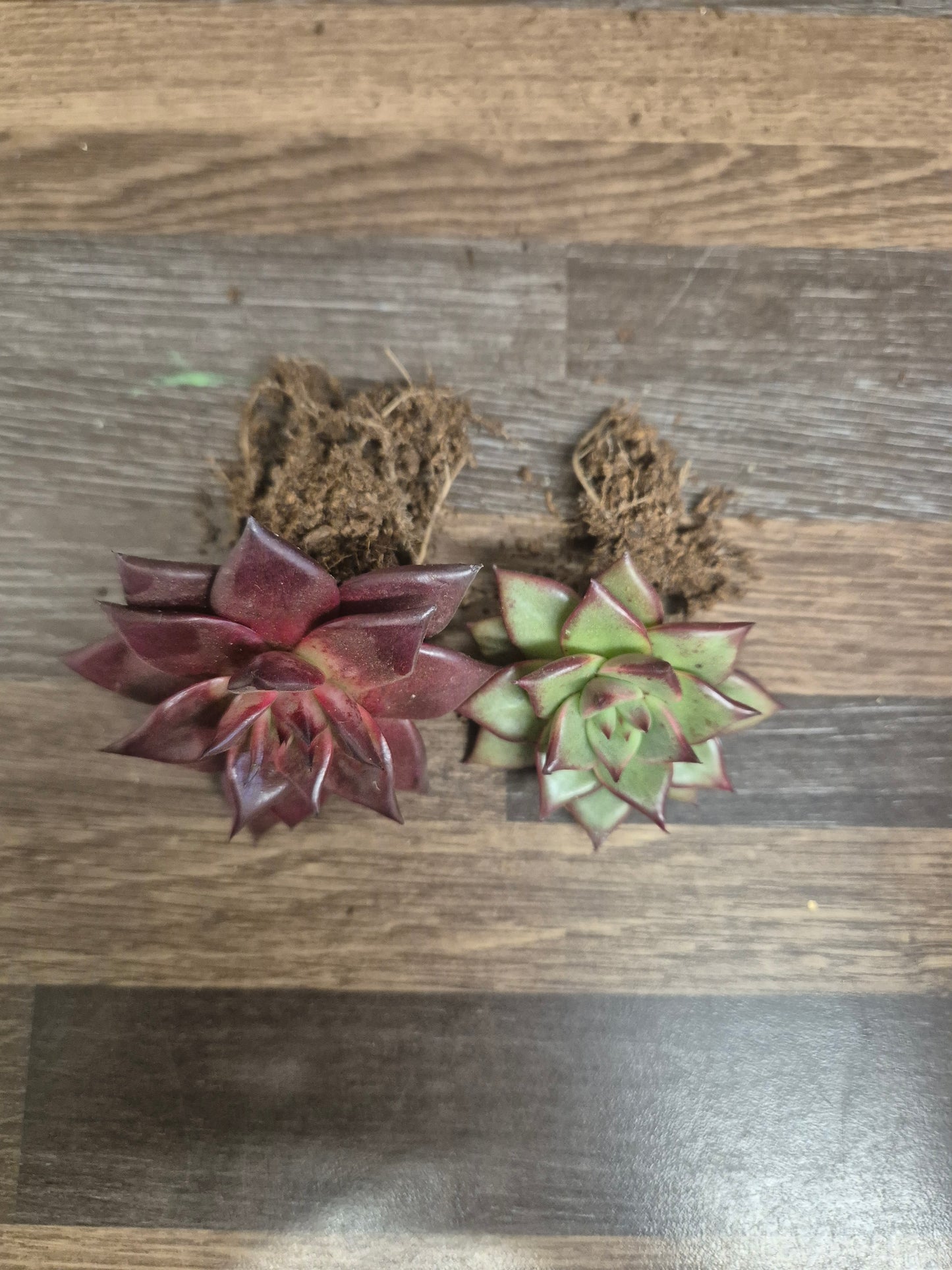 Echeveria Agavoides Lipstick + Echeveria Agavoides Romeo | Well Rooted Bundle