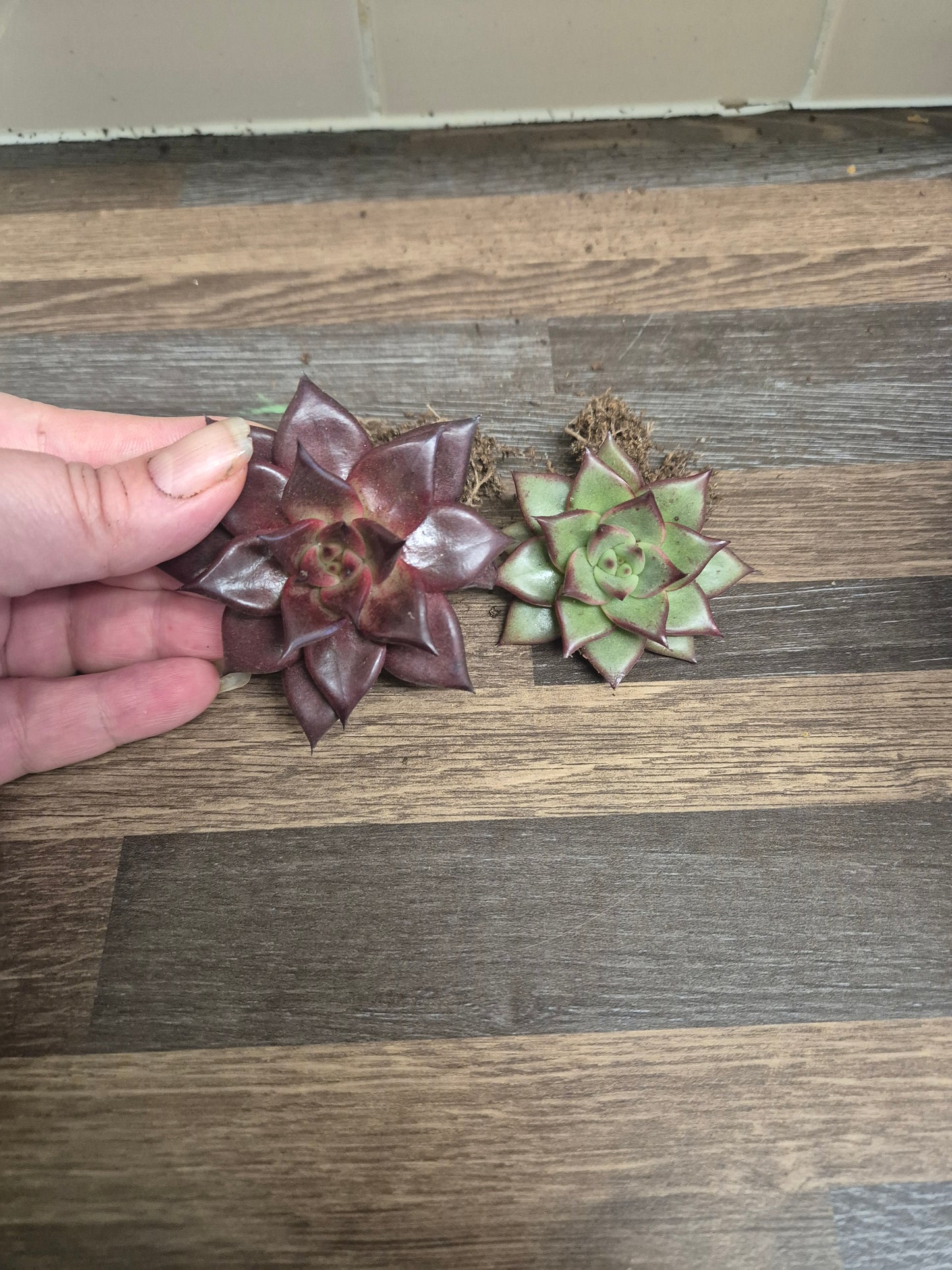 Echeveria Agavoides Lipstick + Echeveria Agavoides Romeo | Well Rooted Bundle