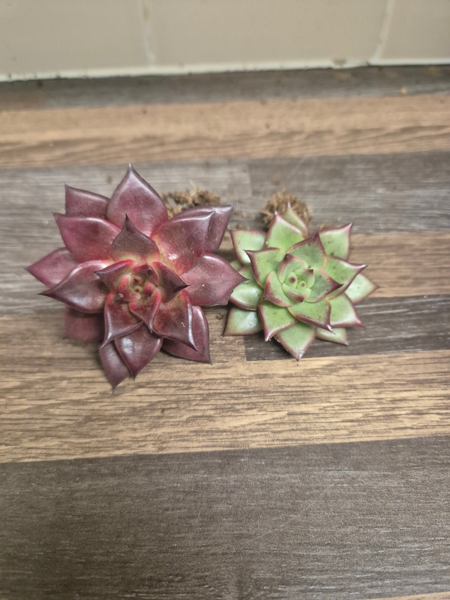 Echeveria Agavoides Lipstick + Echeveria Agavoides Romeo | Well Rooted Bundle