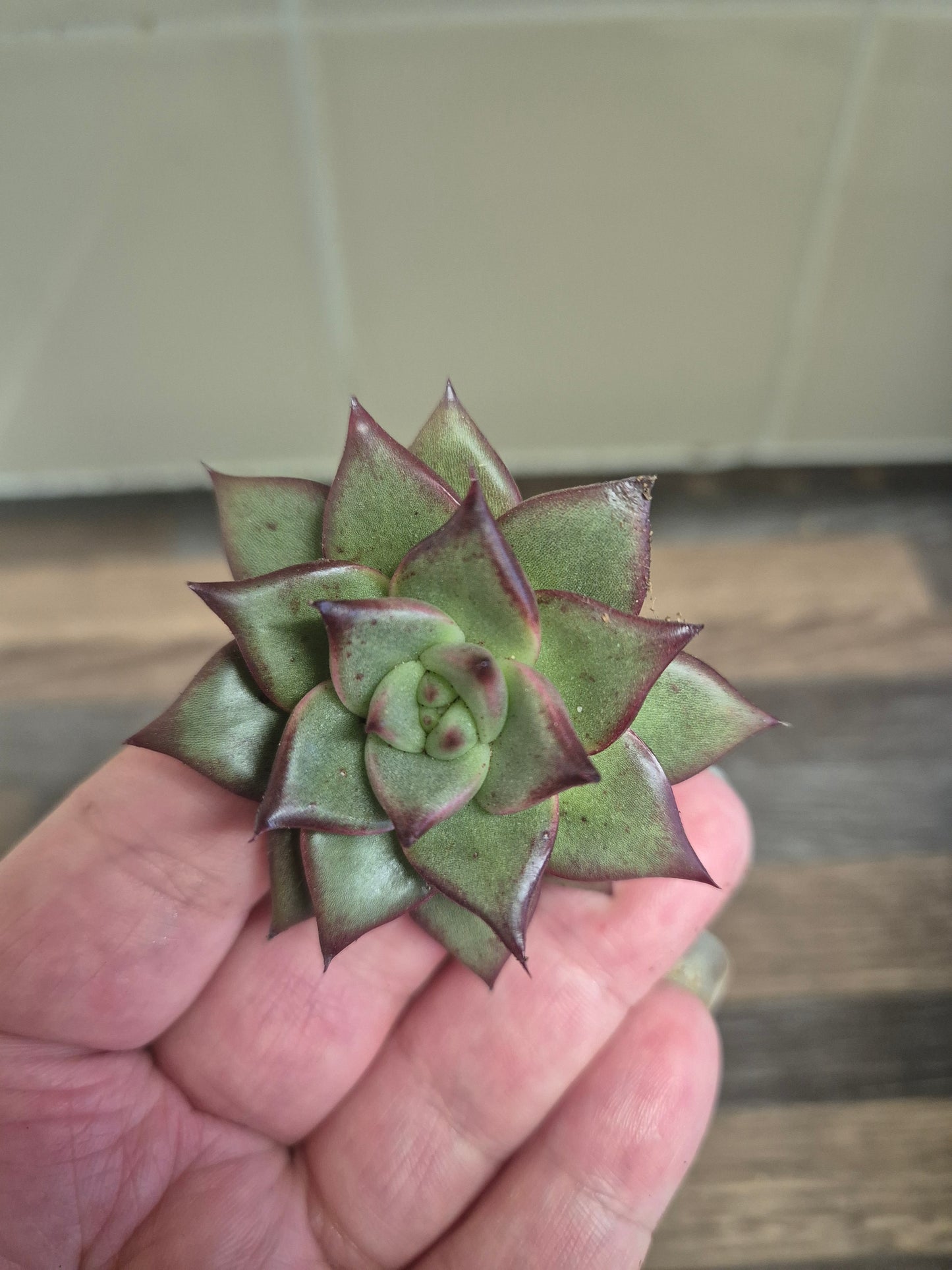 Echeveria Agavoides Lipstick + Echeveria Agavoides Romeo | Well Rooted Bundle