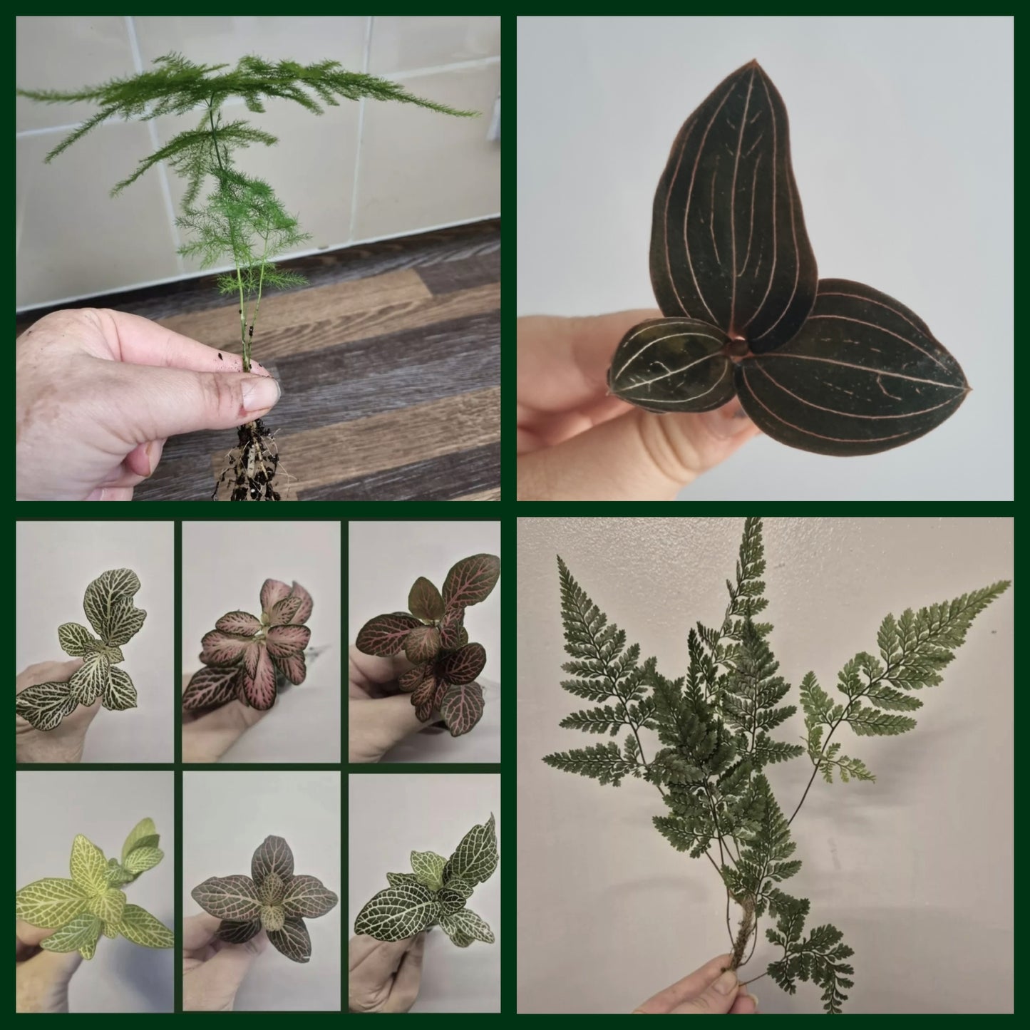 Terrarium plants Bundle | 8x Terrarium Plants Set | Starter Terrarium Ludisia