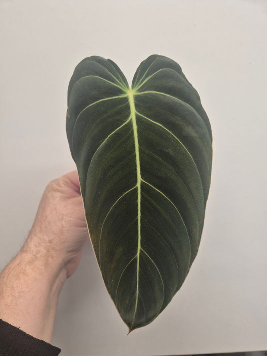 Philodendron Melanochrysum Unrooted Cutting | Rare And Unusual Plant