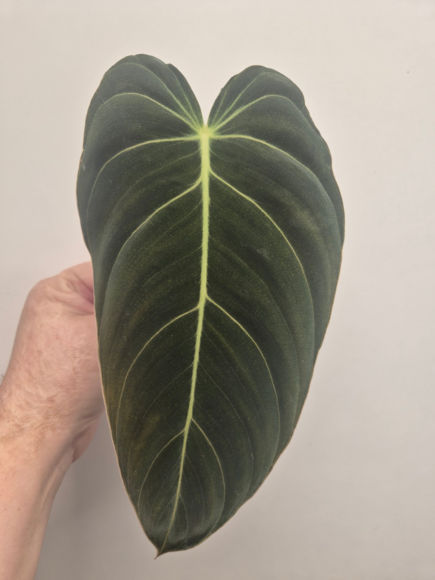 Philodendron Melanochrysum Unrooted Cutting | Rare And Unusual Plant