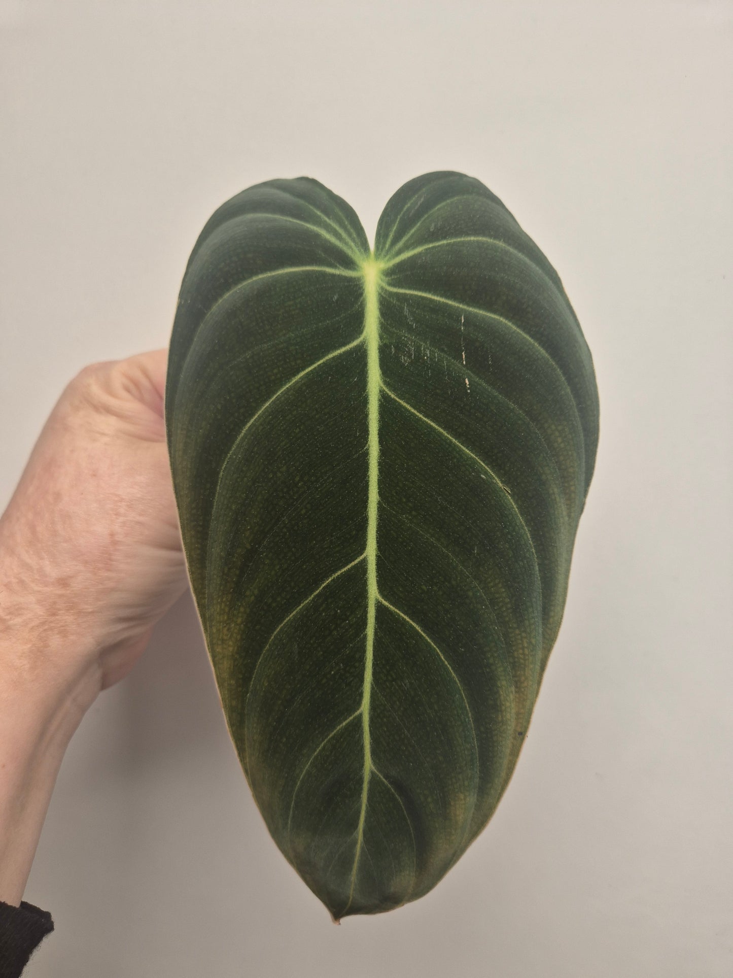 Philodendron Melanochrysum Unrooted Cutting | Rare And Unusual Plant