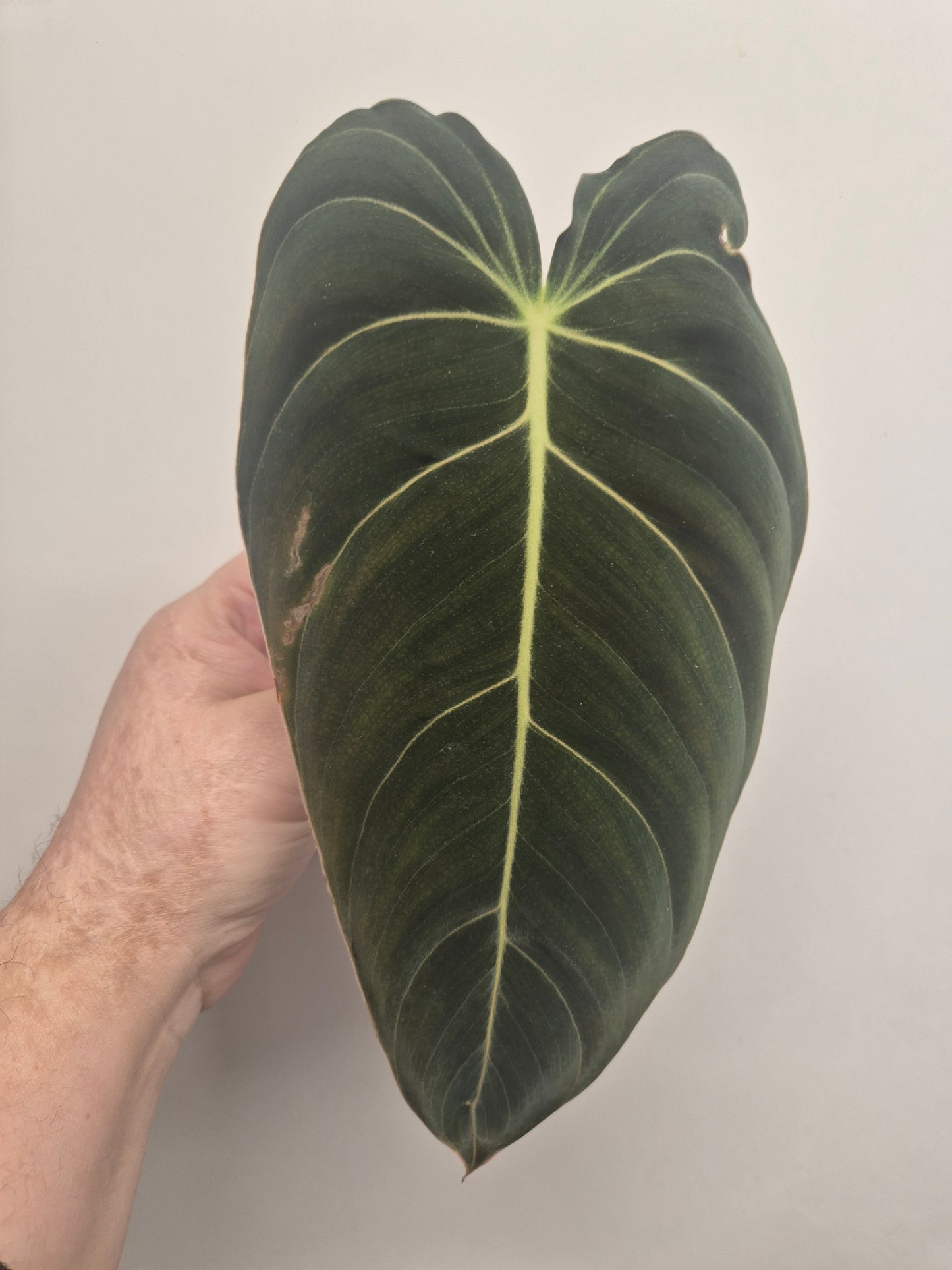 Philodendron Melanochrysum Unrooted Cutting | Rare And Unusual Plant