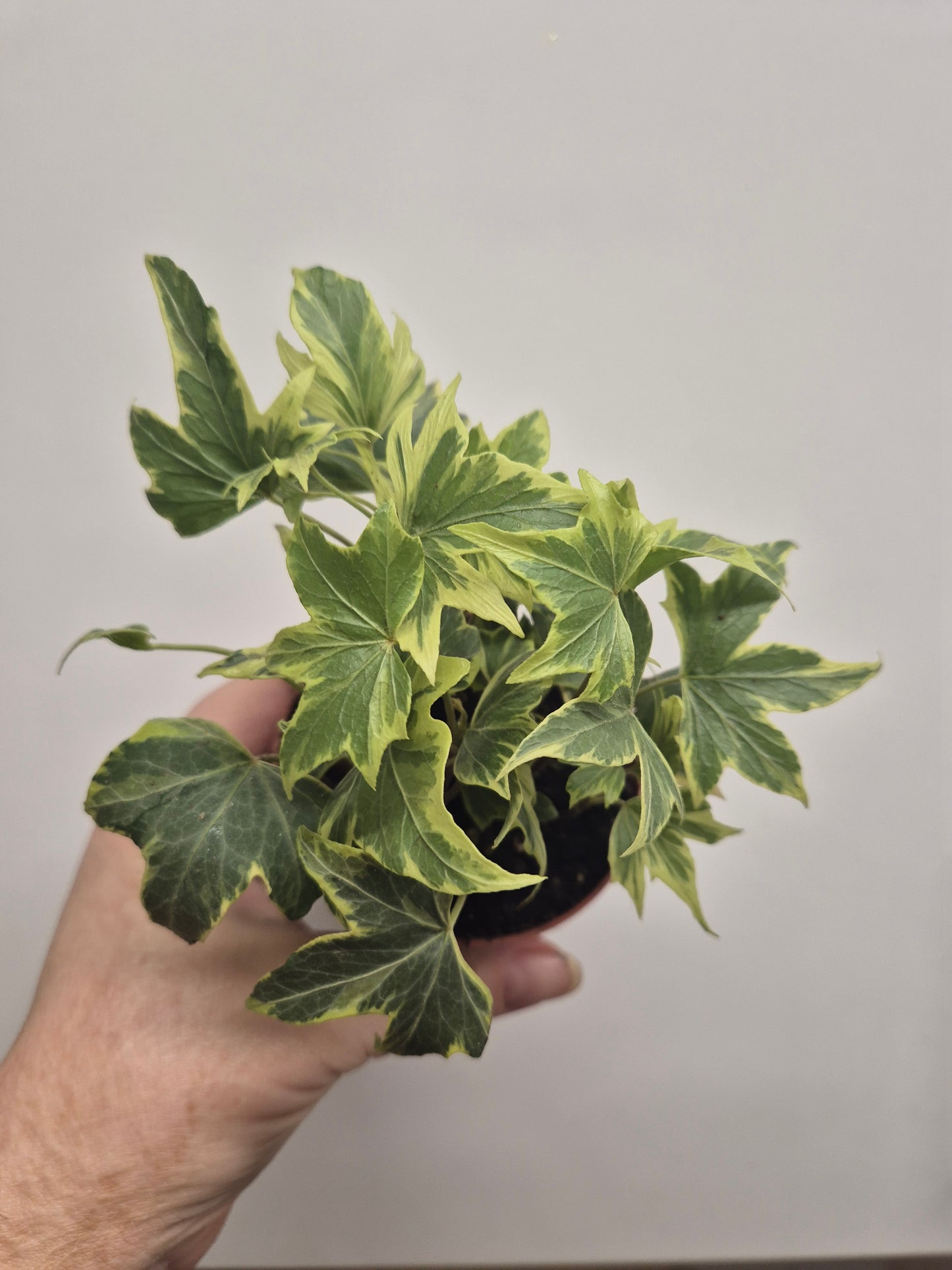 3x English Ivy Bundle | 9cm Pots  | yellow ripple | Green Triangular | White Wonder