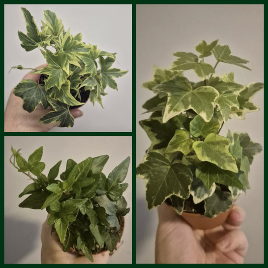 3x English Ivy Bundle | 9cm Pots  | yellow ripple | Green Triangular | White Wonder