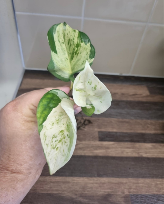 Epipremnum Manjula Pothos | 2-3 Leaves Well Rooted Happy Leaf Pothos Variegated