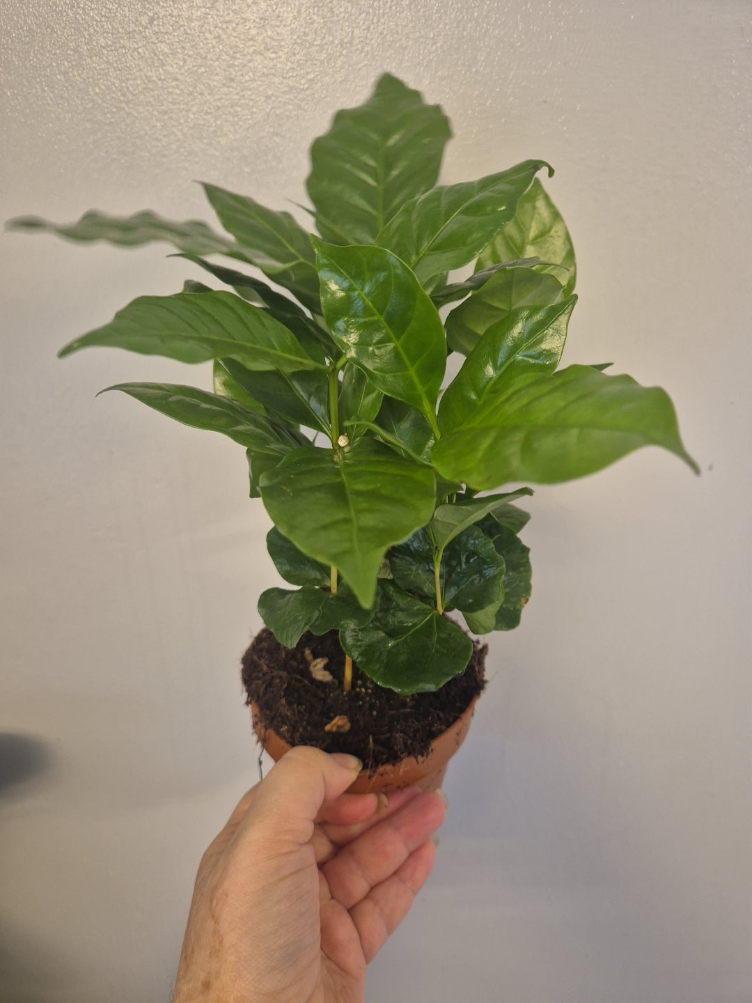 Coffee Arabica plant 12cm pot Seedlings Coffee Plant Indoor Houseplant