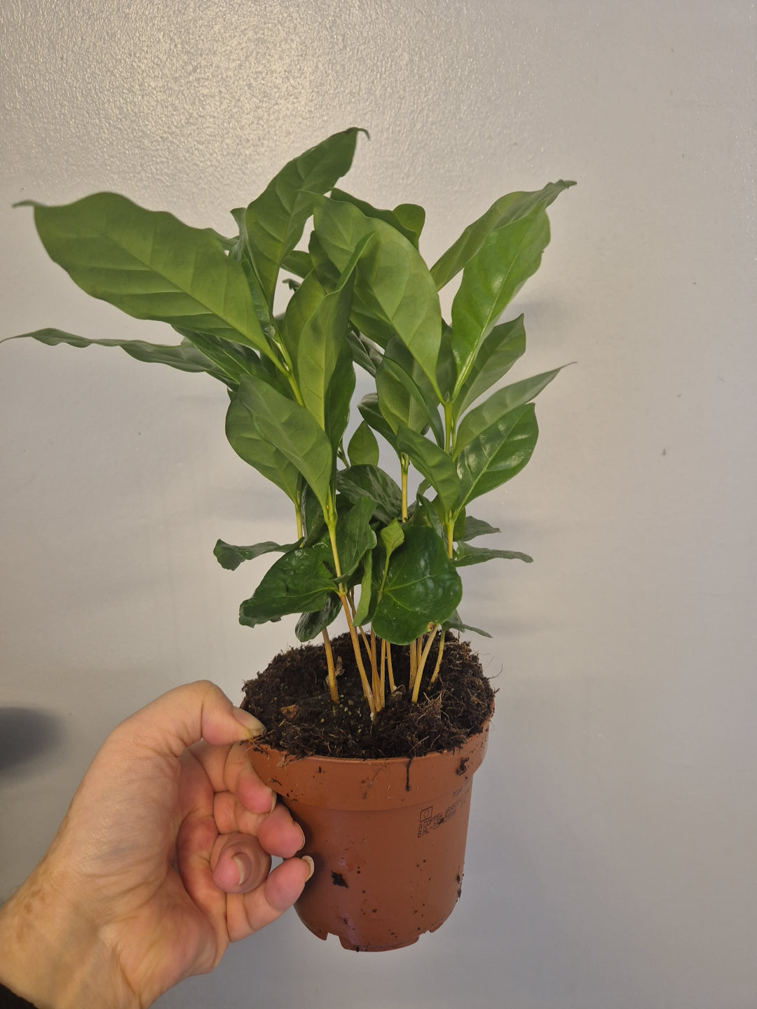 Coffee Arabica plant 12cm pot Seedlings Coffee Plant Indoor Houseplant