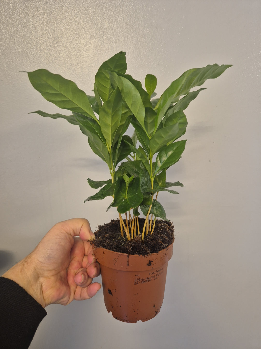 Coffee Arabica plant 12cm pot Seedlings Coffee Plant Indoor Houseplant