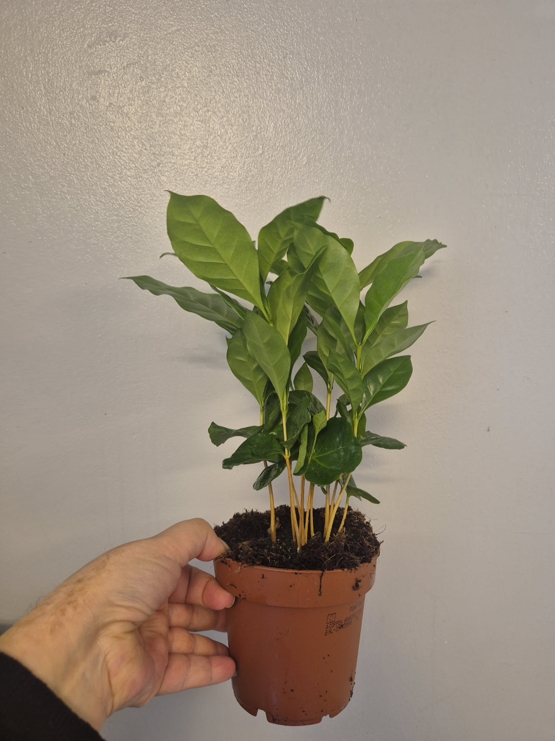 Coffee Arabica plant 12cm pot Seedlings Coffee Plant Indoor Houseplant