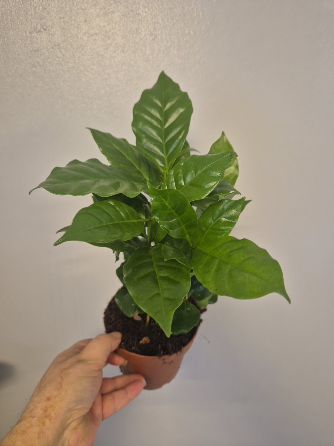 Coffee Arabica plant 12cm pot Seedlings Coffee Plant Indoor Houseplant