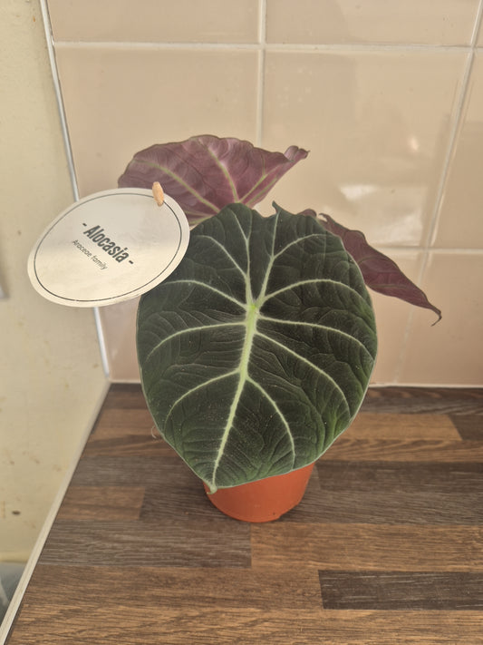 Alocasia Black Velvet | 12cm pot | Rare plant | collector plant | houseplant pot