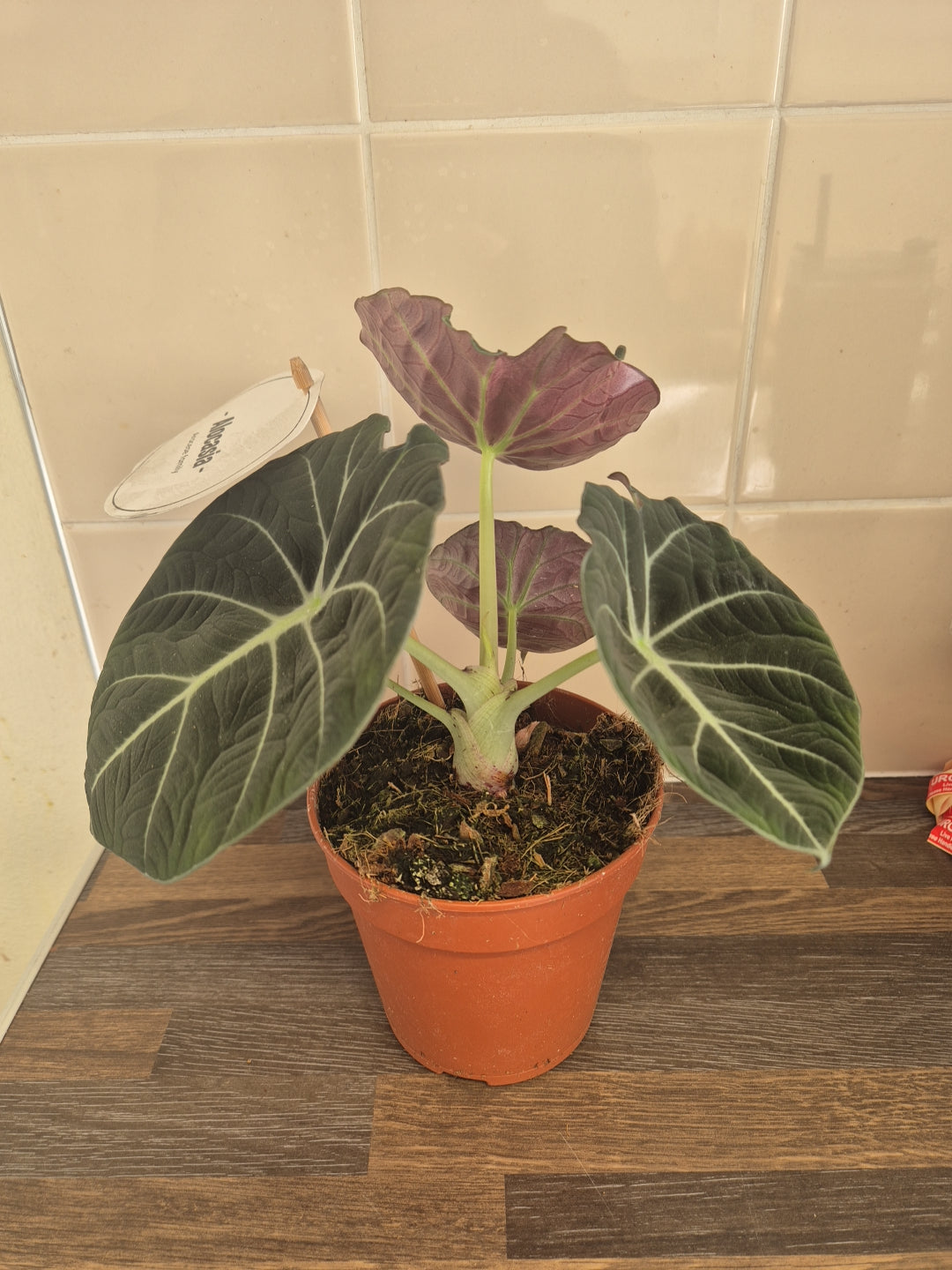 Alocasia Black Velvet | 12cm pot | Rare plant | collector plant | houseplant pot