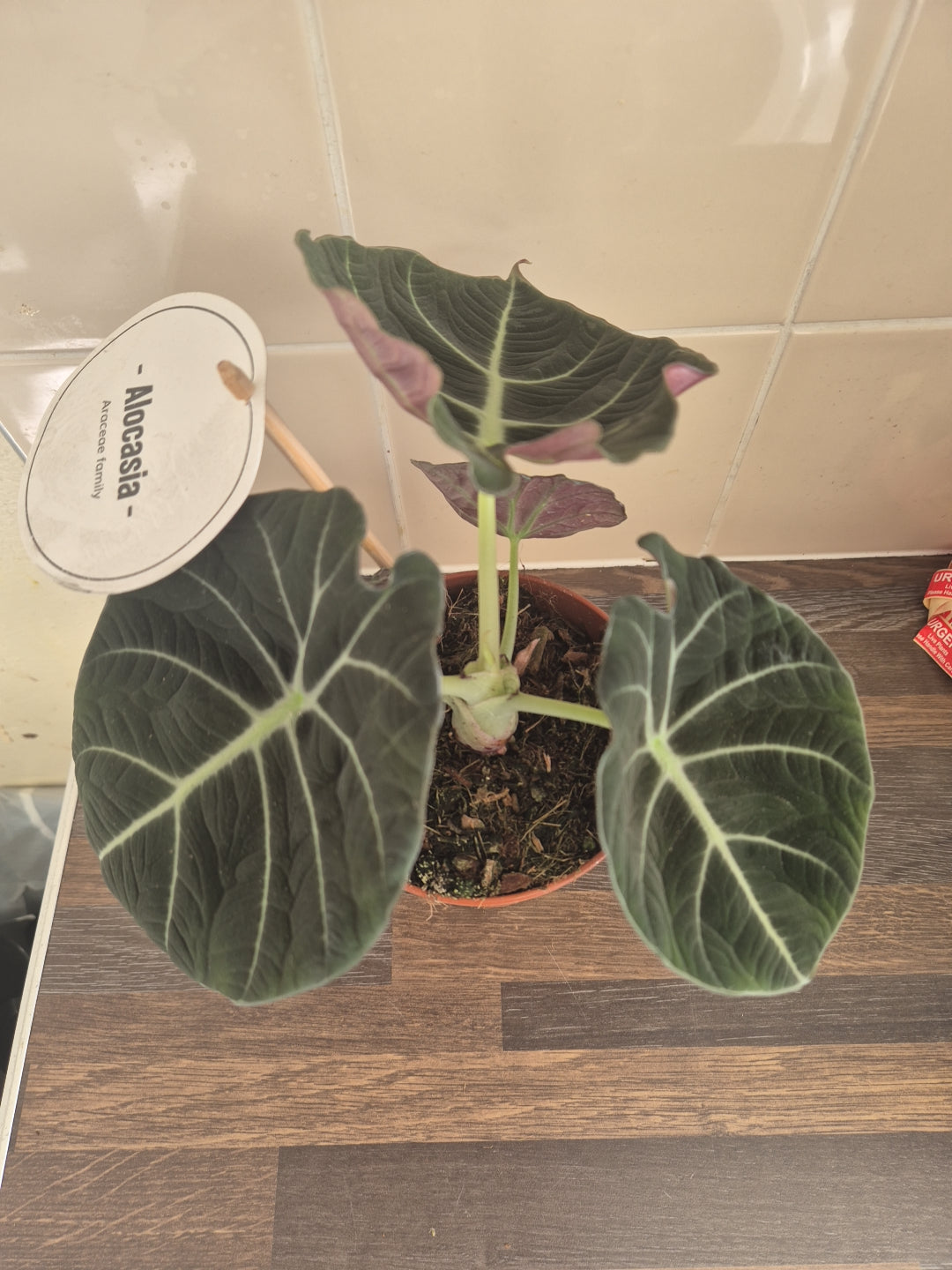 Alocasia Black Velvet | 12cm pot | Rare plant | collector plant | houseplant pot