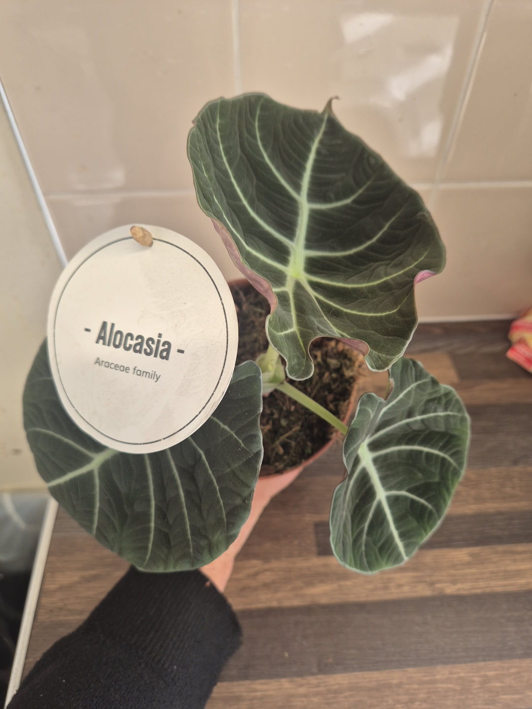 Alocasia Black Velvet | 12cm pot | Rare plant | collector plant | houseplant pot