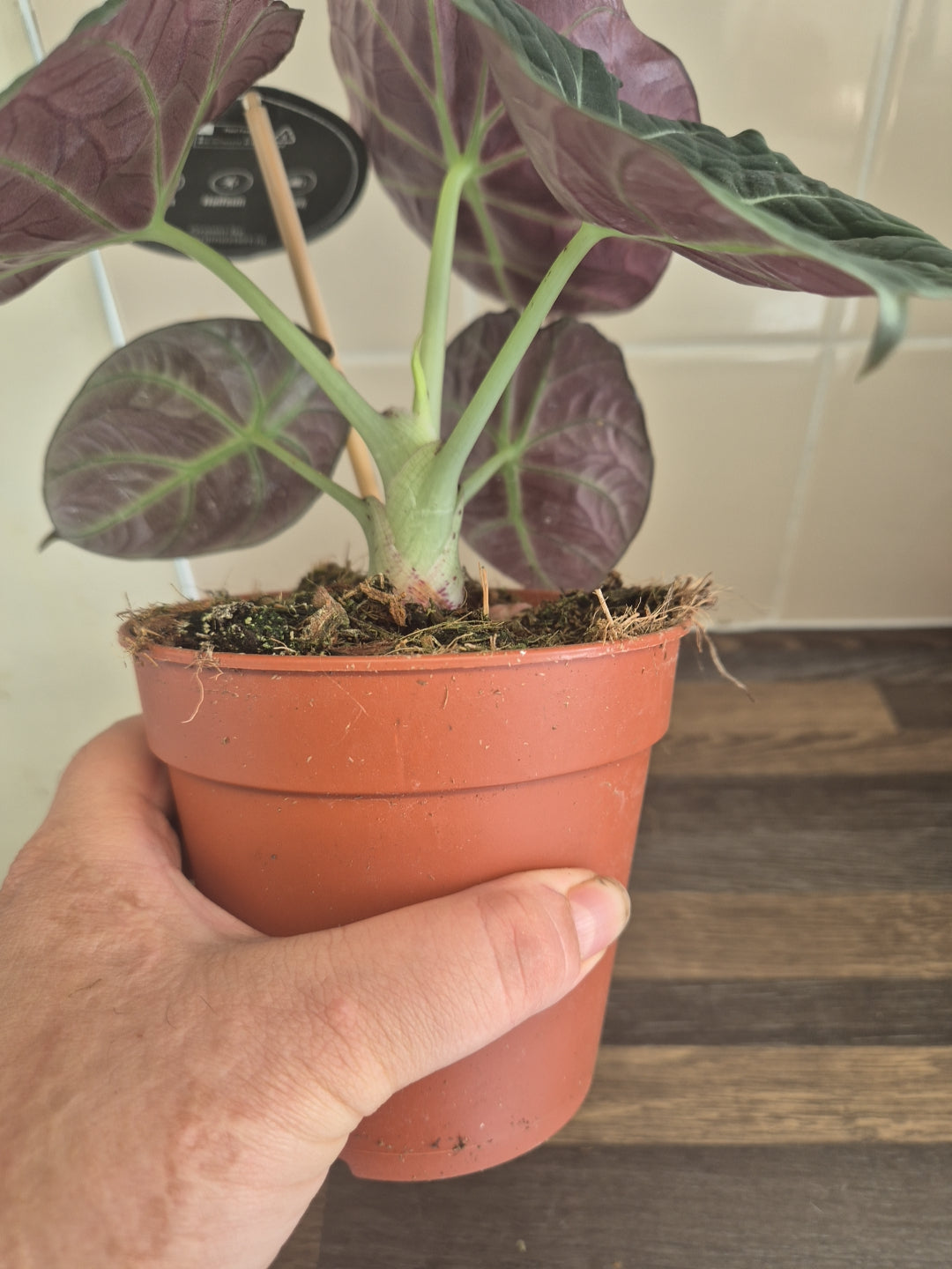 Alocasia Black Velvet | 12cm pot | Rare plant | collector plant | houseplant pot