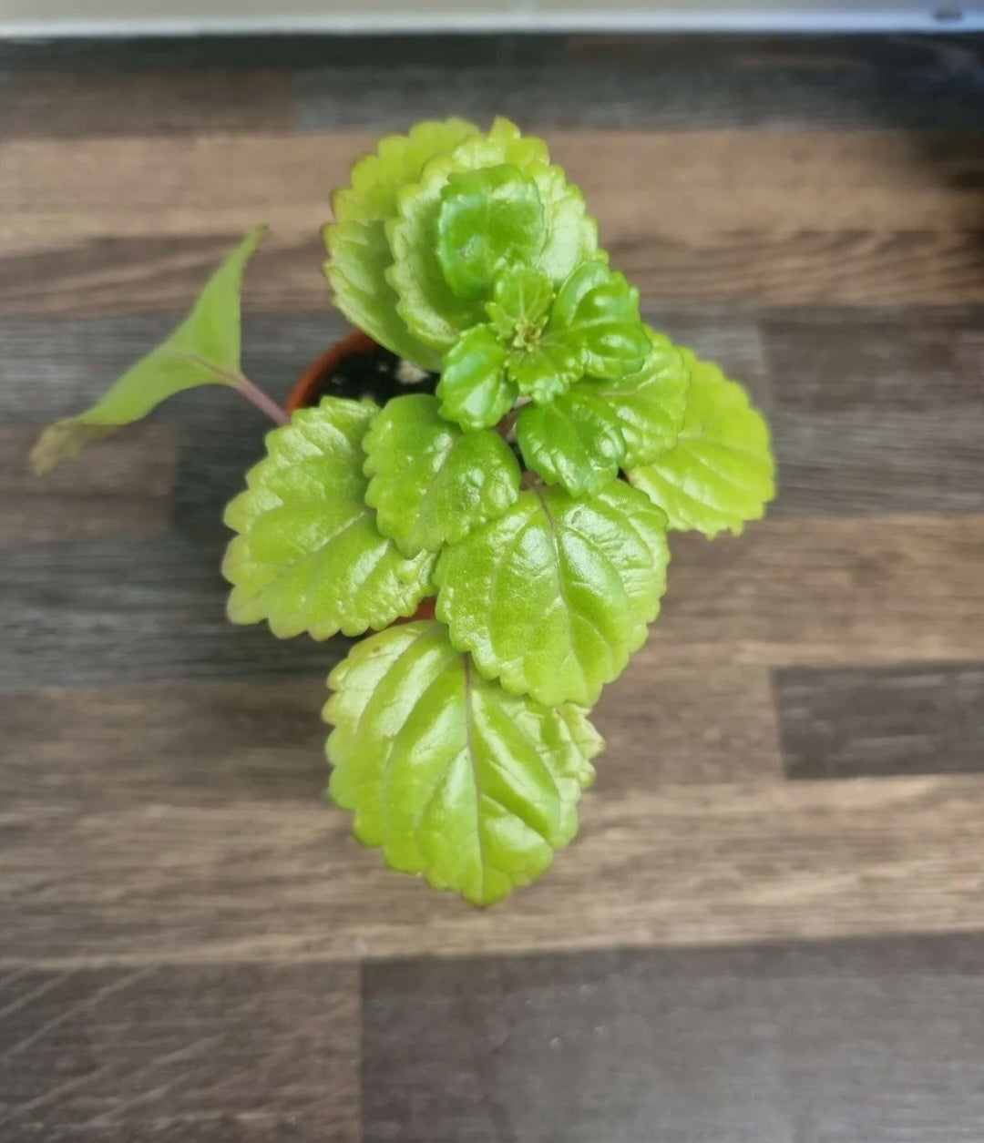 Swedish Ivy / Begonia Plectranthus Verticillatus Cutting Rare Trailing