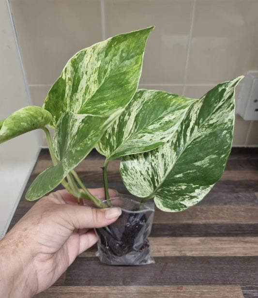 Epipremnum Aureum Marble Queen Pothos Houseplant sent bare rooted 4-5 leaves