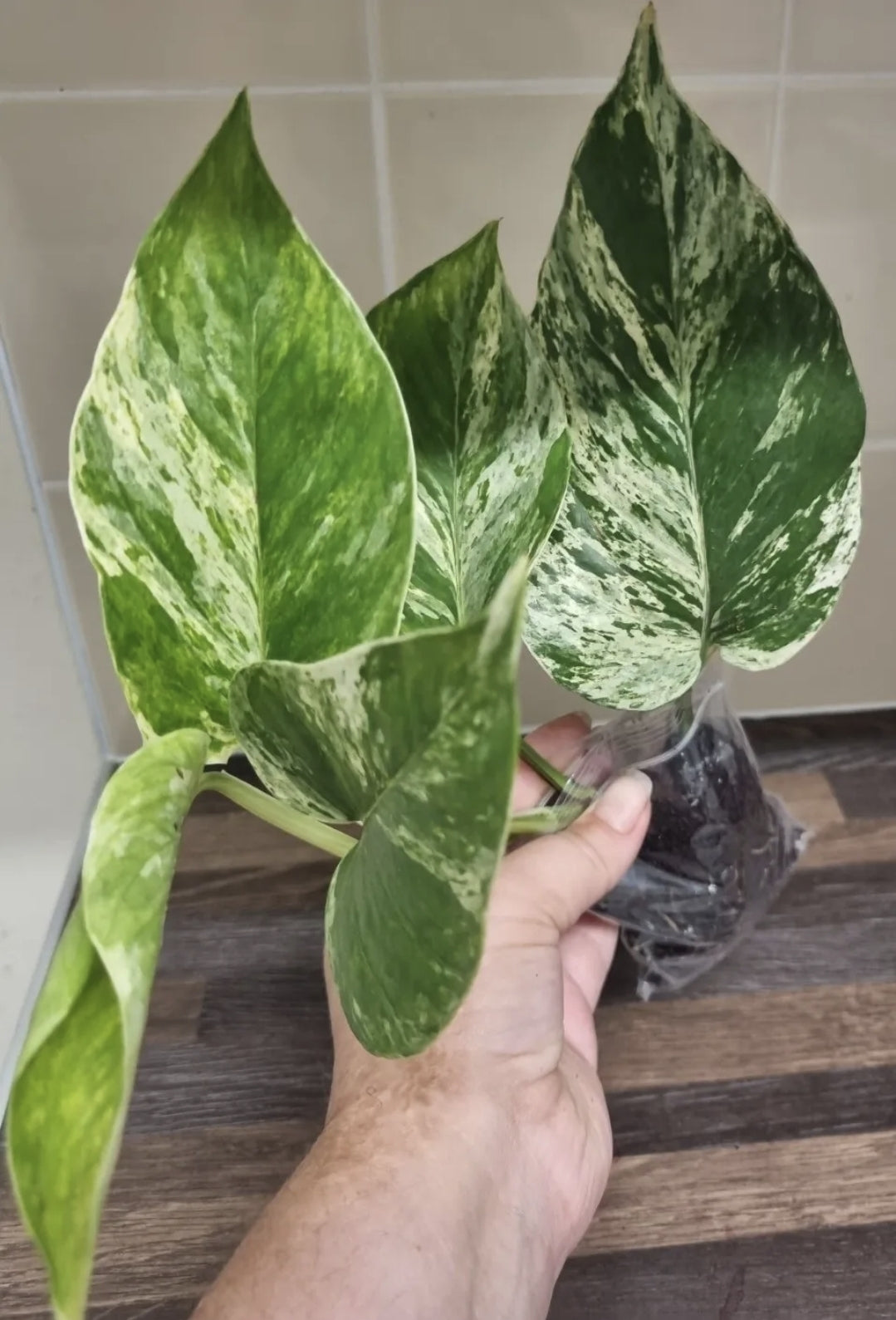 Epipremnum Aureum Marble Queen Pothos Houseplant sent bare rooted 4-5 leaves